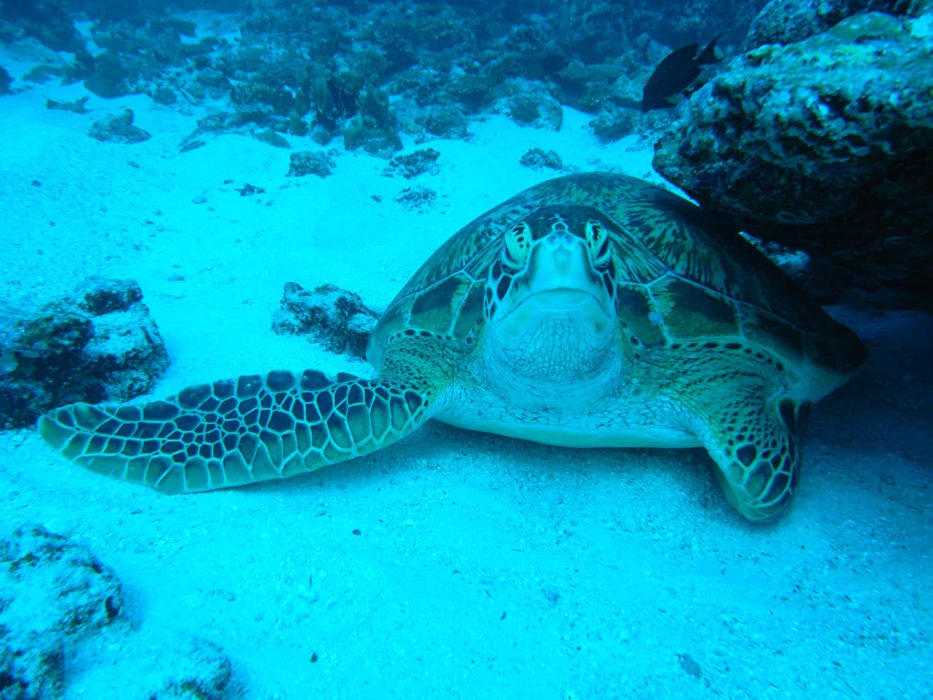 Adaaran Select Huduran Fushi - Free Dine around Premium All Inclusive 24 hours - 30 mins by Speedboat
