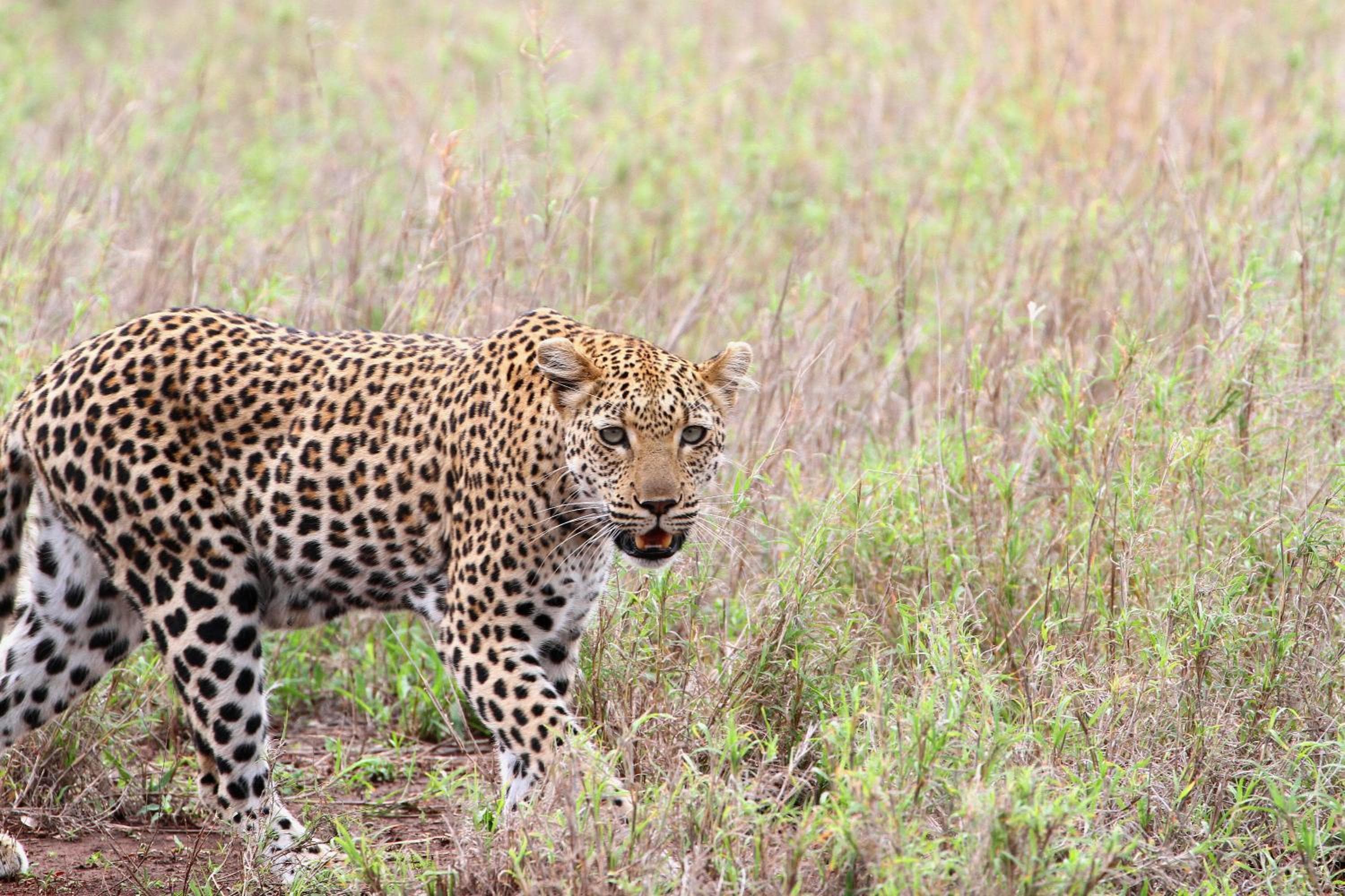 Vuyani Safari Lodge
