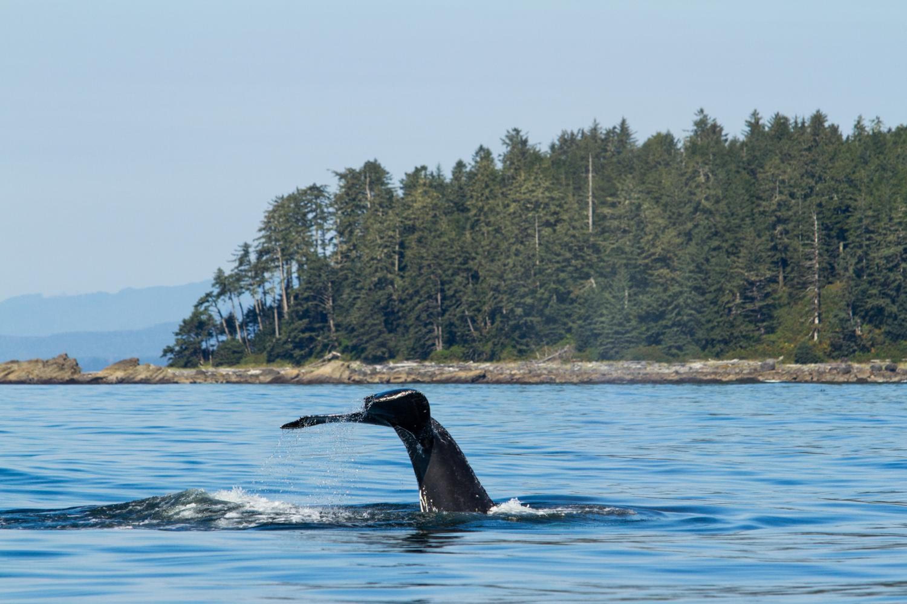 Tofino Resort + Marina
