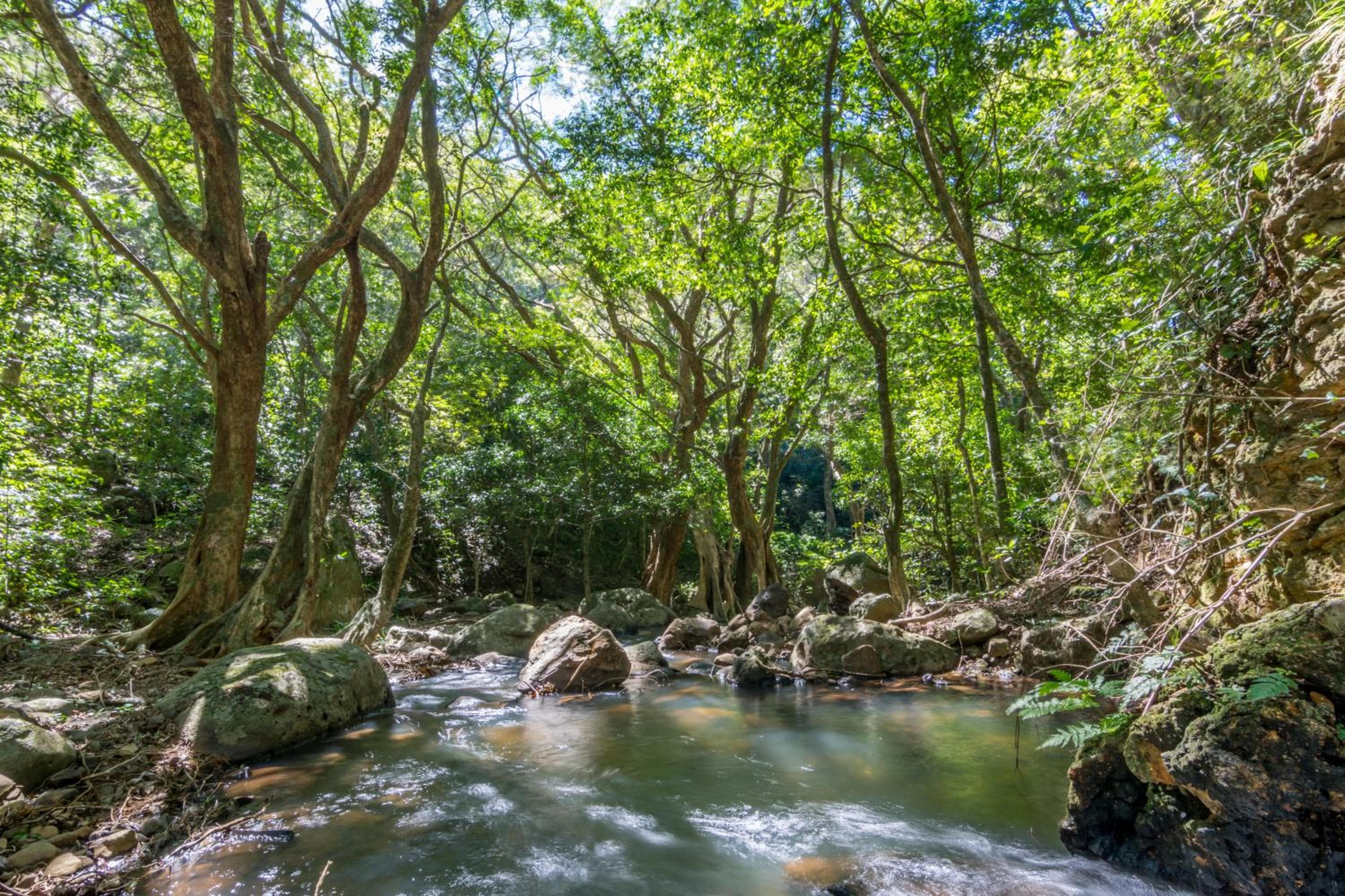 Rinconcito Lodge