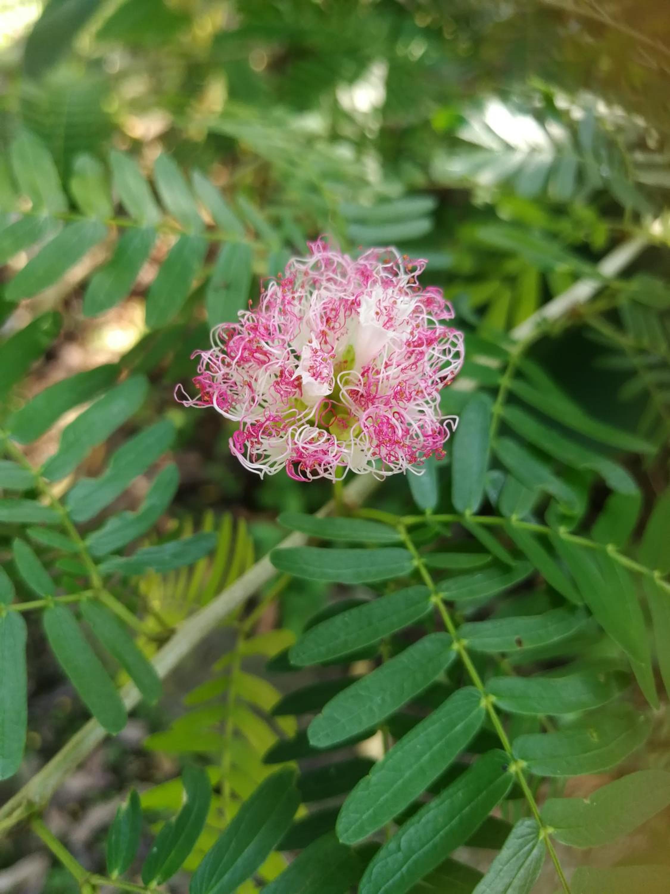 Secret Garden