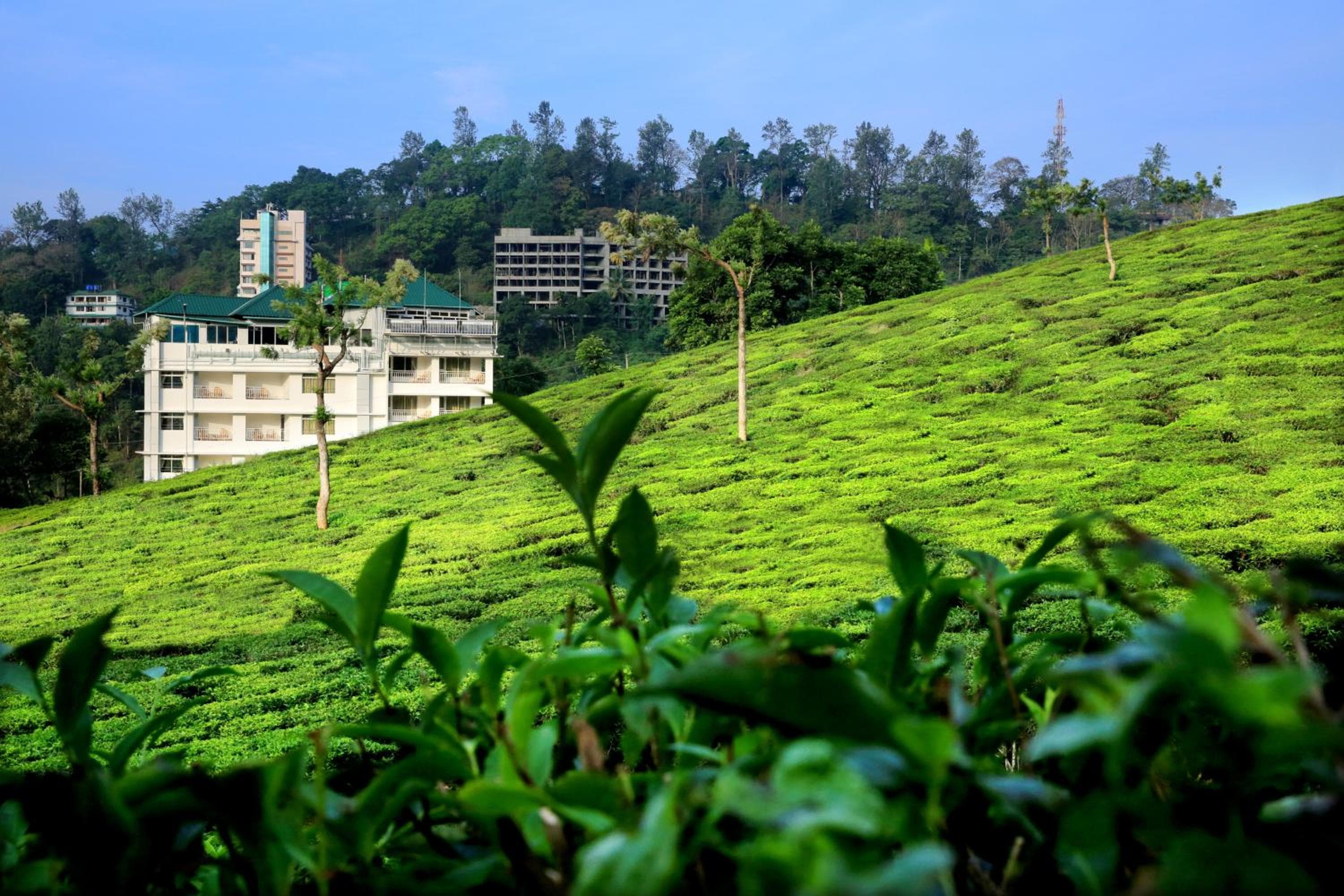 Monsoon Grande