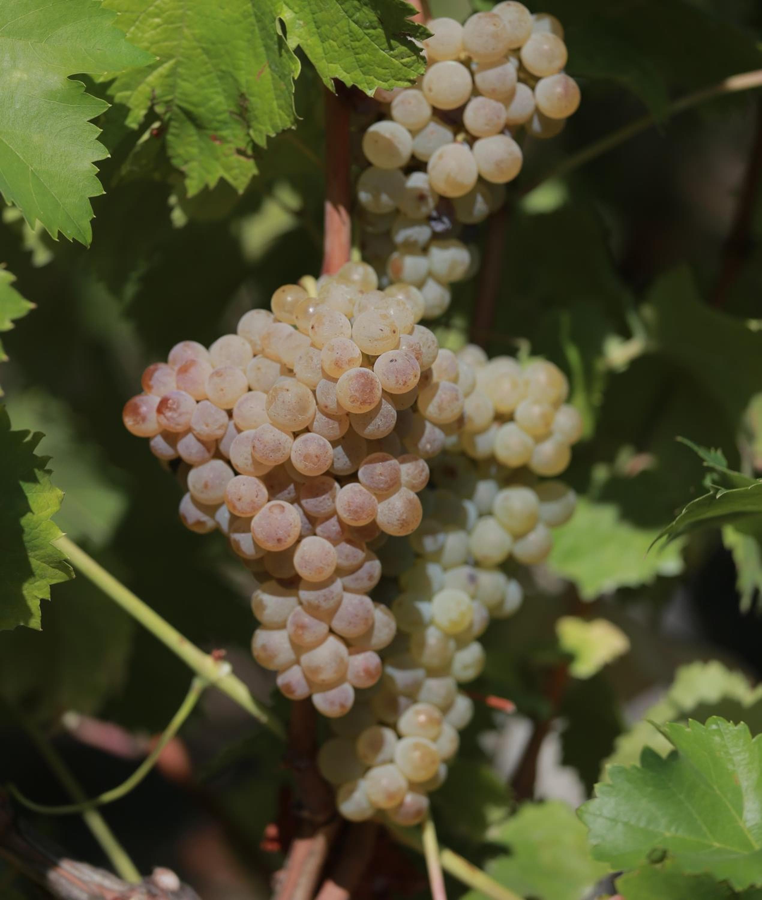 Quinta de Beiredos