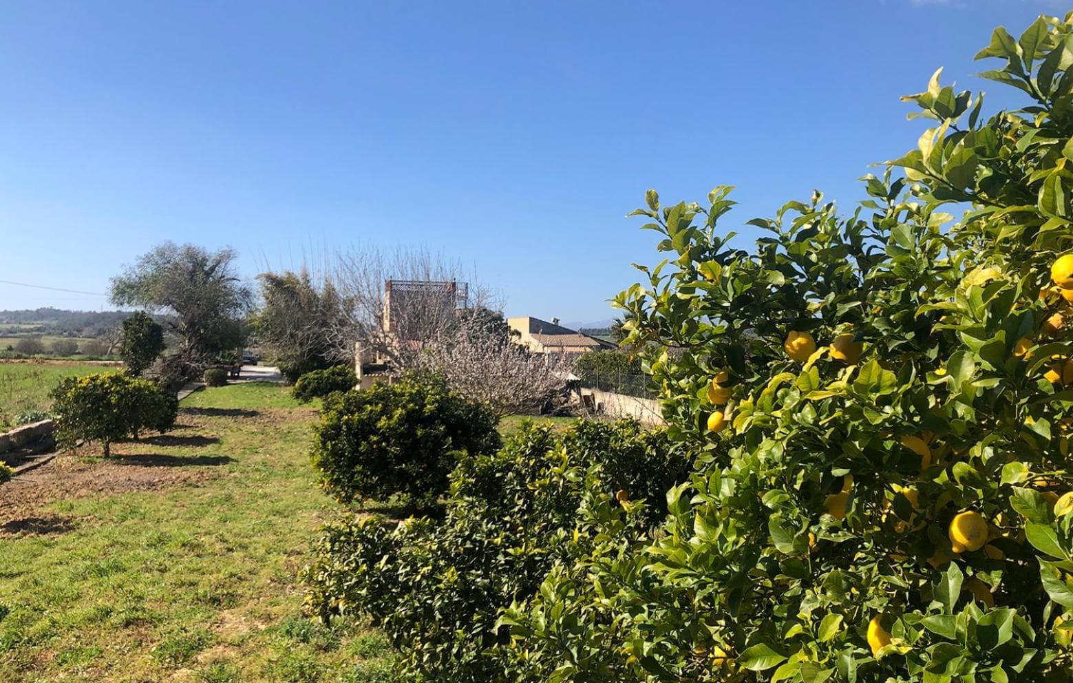 Son Roig ,Beautiful Place in the Heart of Mallorca -ETV 9979