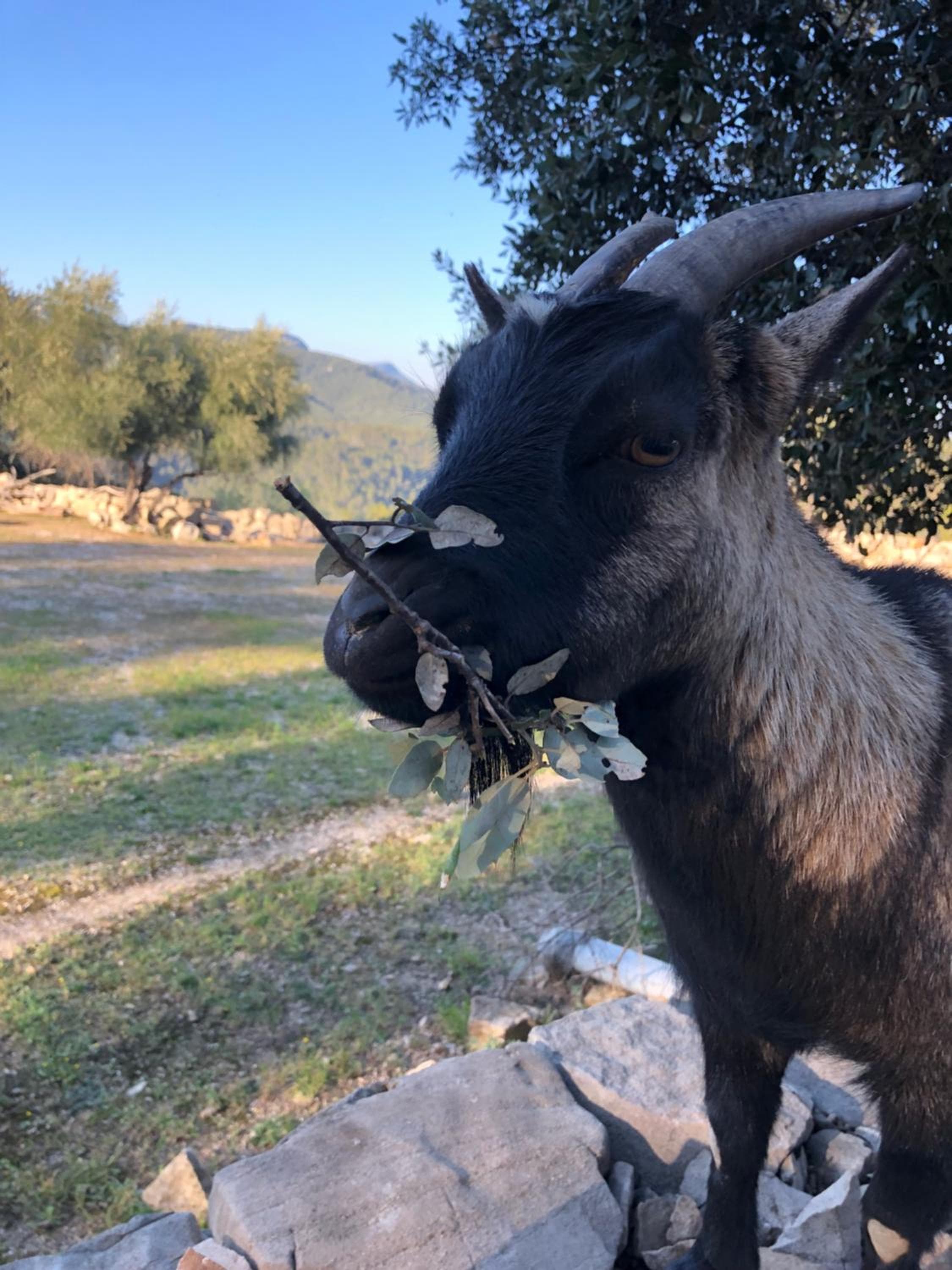 Les insolites de Taracopala