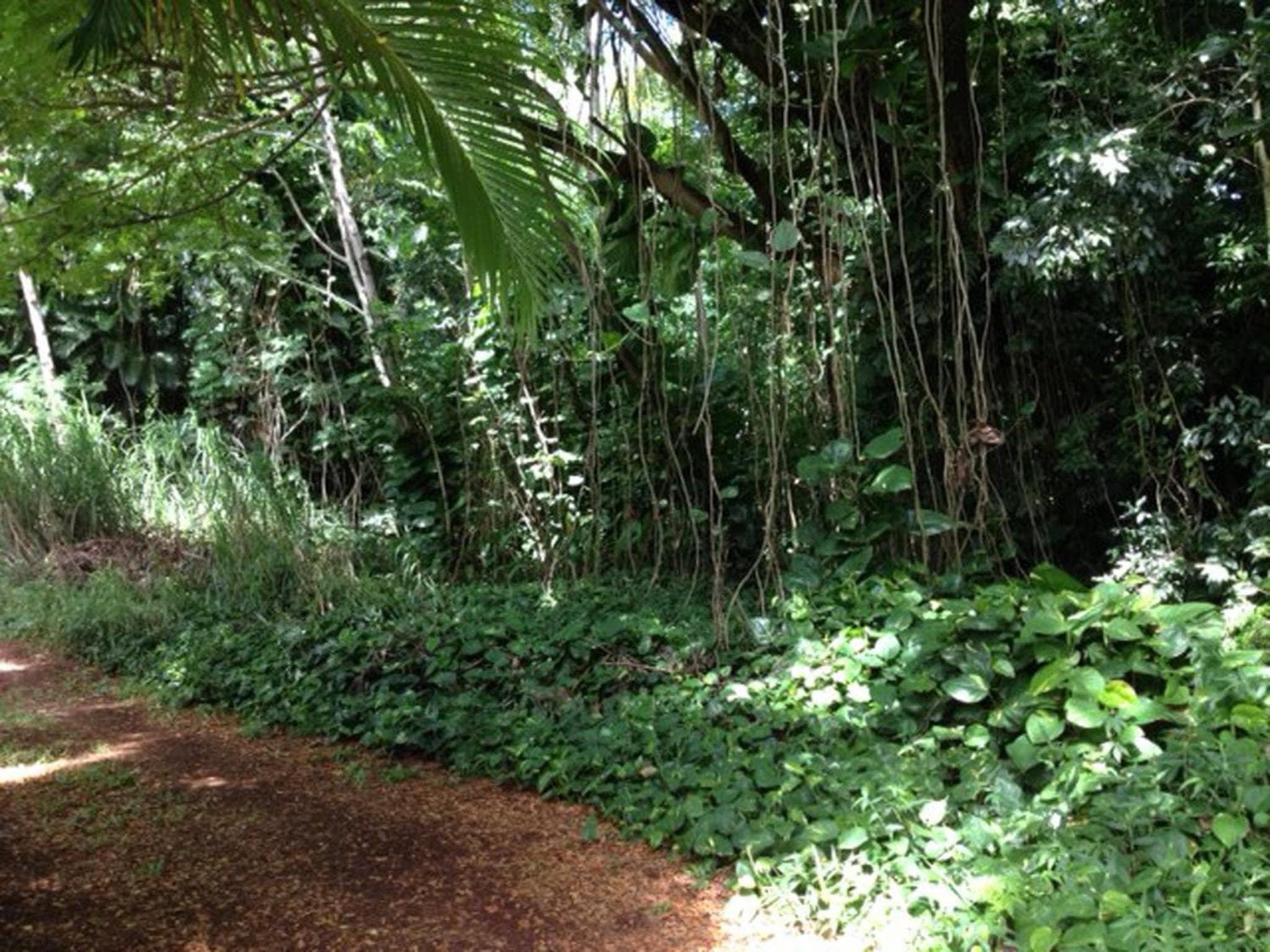 Heavenly Hana Paradise