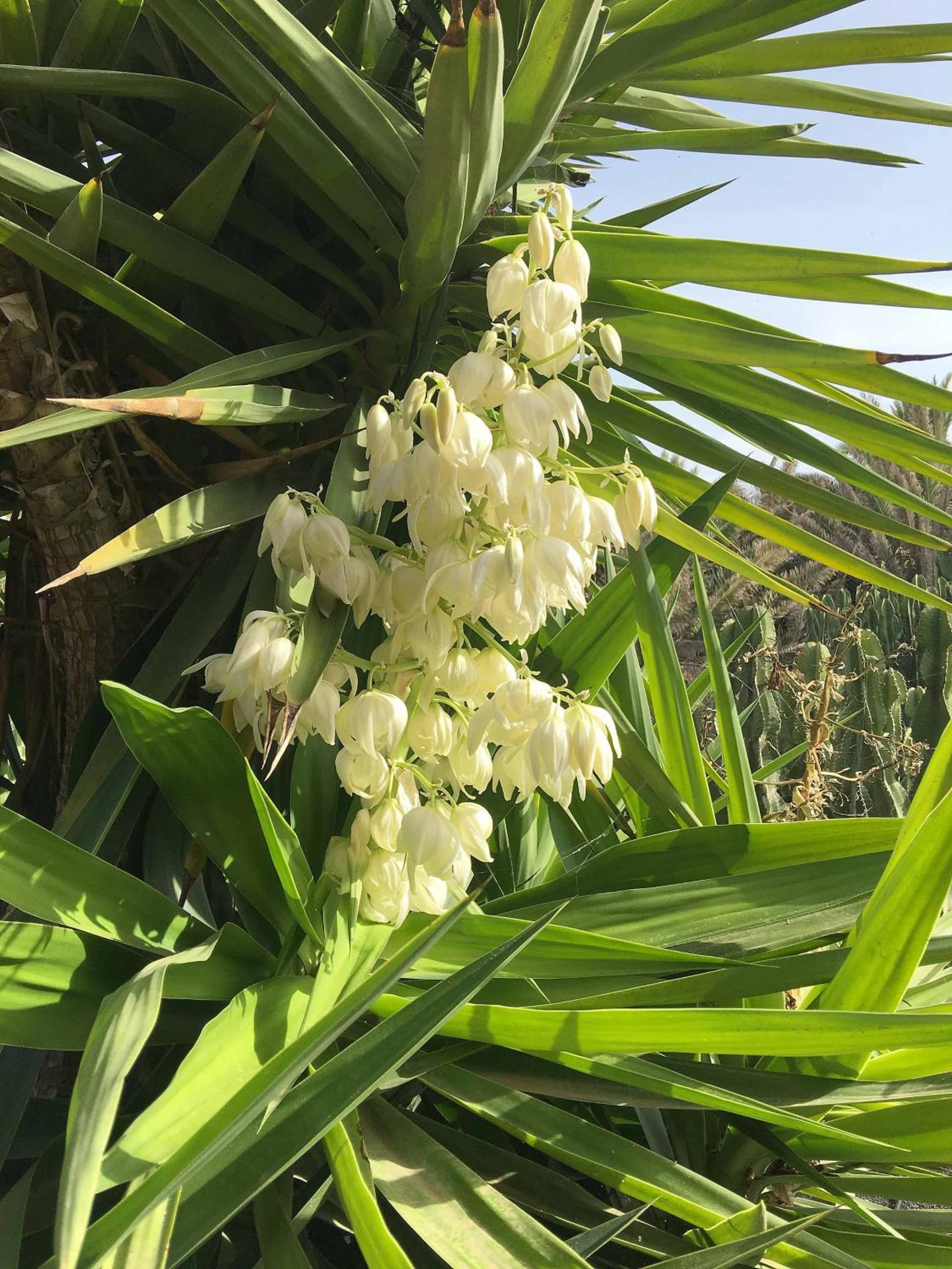 Casa Panama,in der Finca Mimosa
