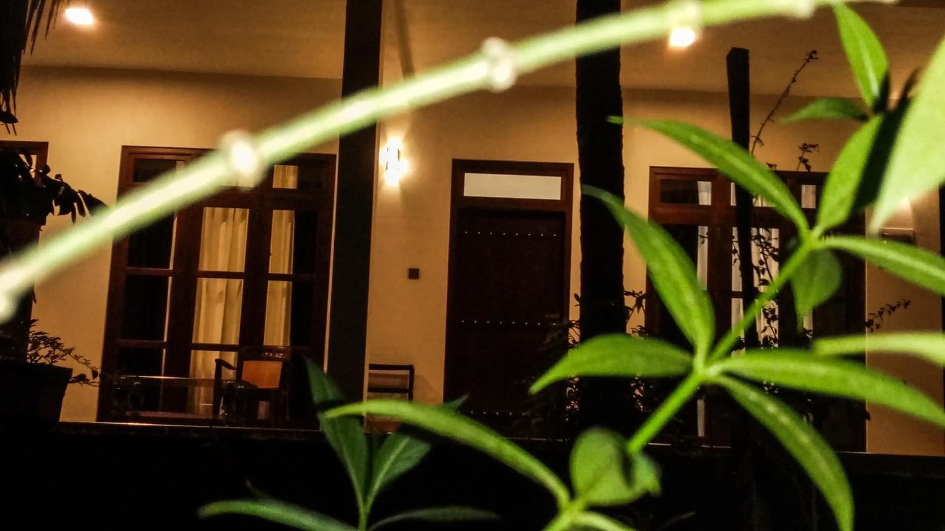 The Green Jungle