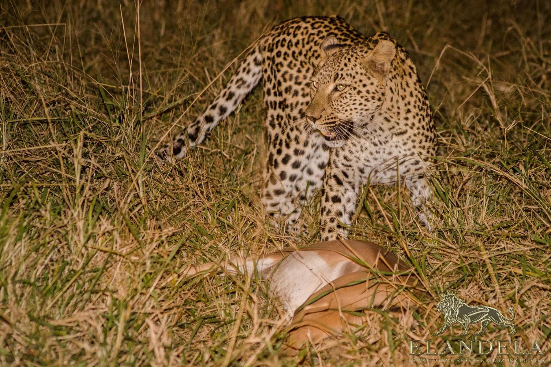 Elandela Private Game Reserve and Luxury Lodges Pty Ltd