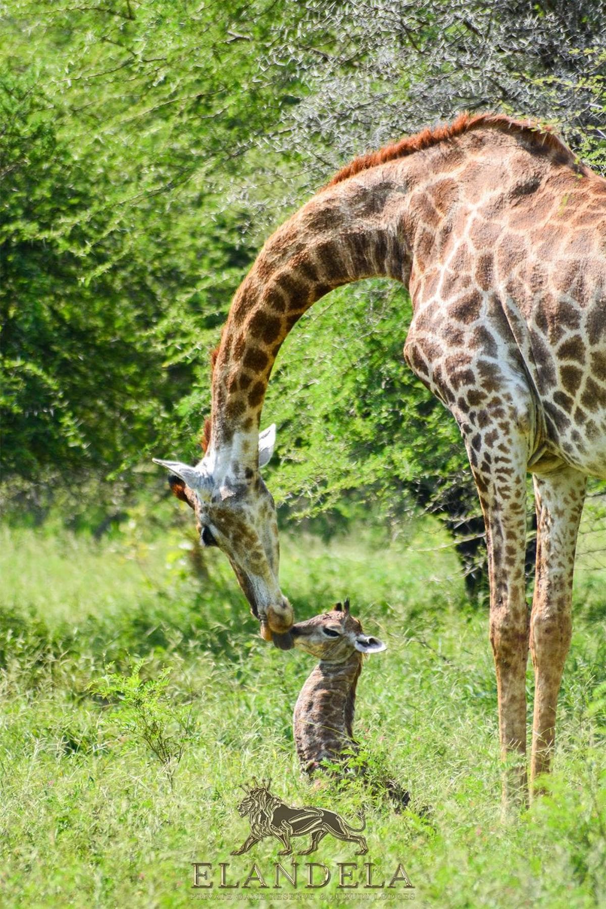 Elandela Private Game Reserve and Luxury Lodges Pty Ltd