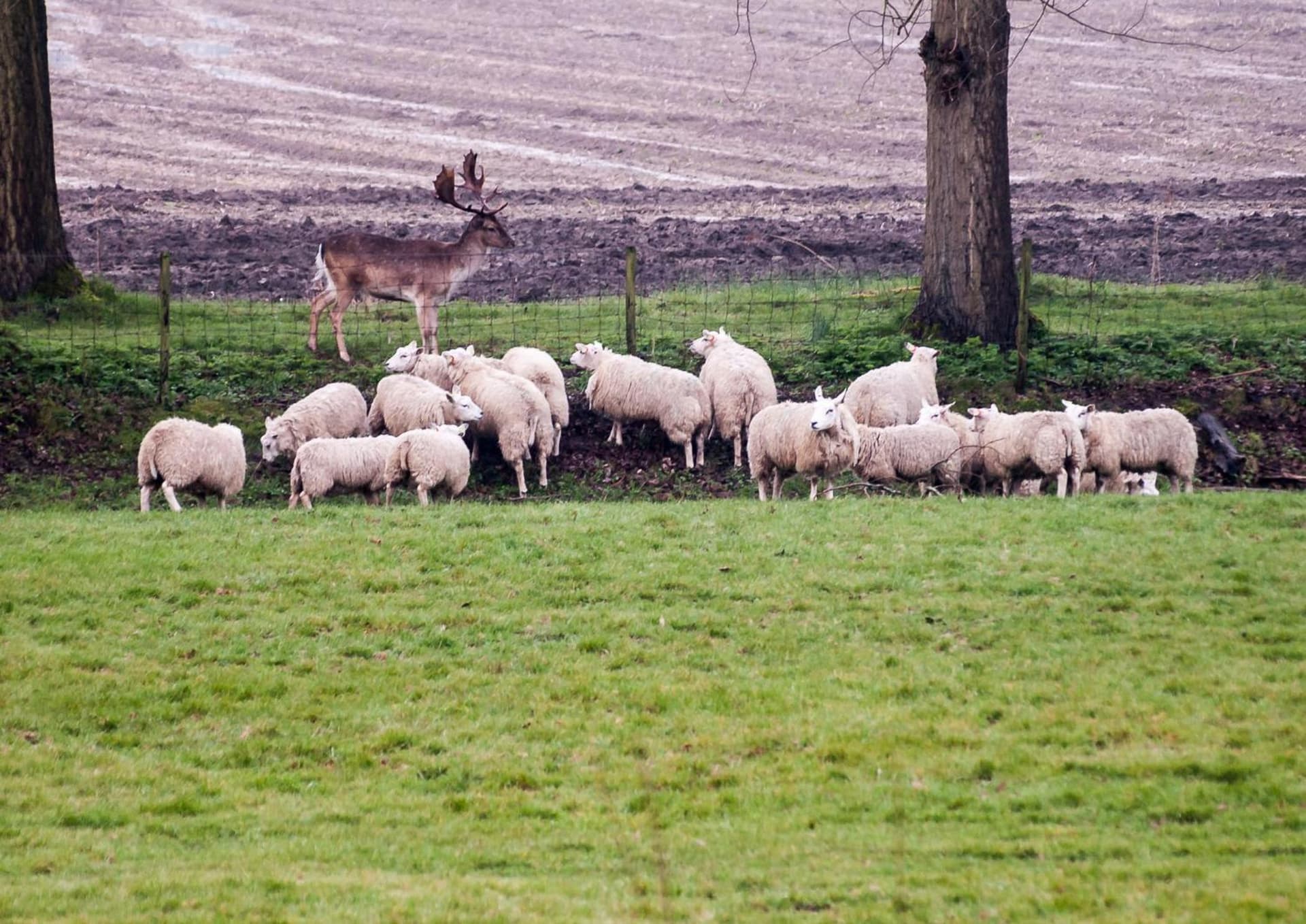 Bed & Breakfast De Schuur Inn