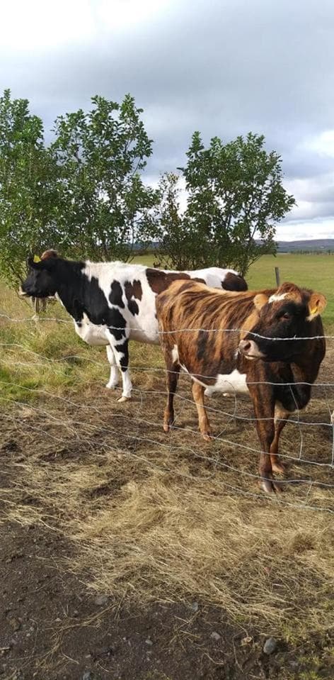 Rauðuskriður farm
