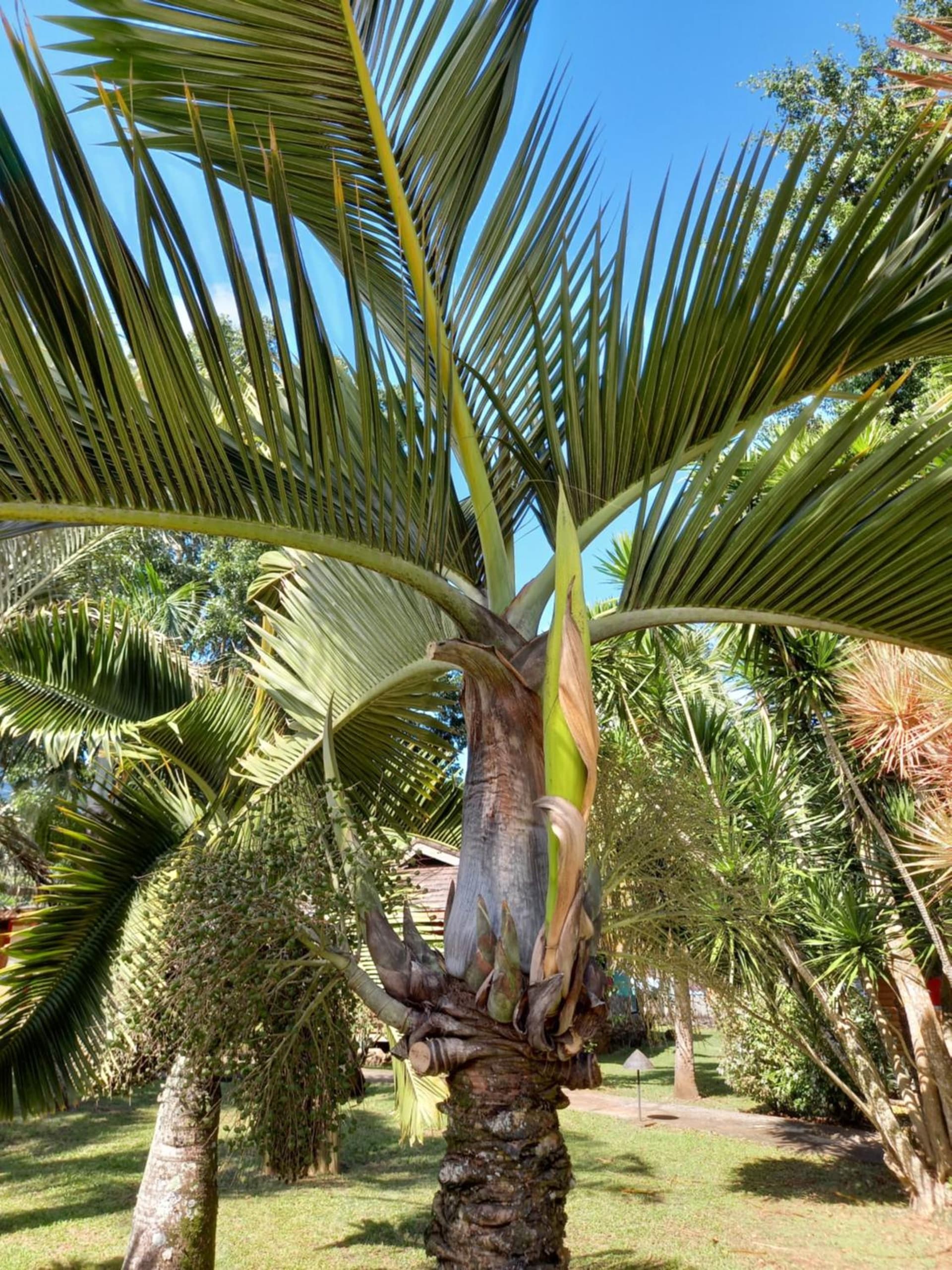 Eco Lodge Village Temanoha