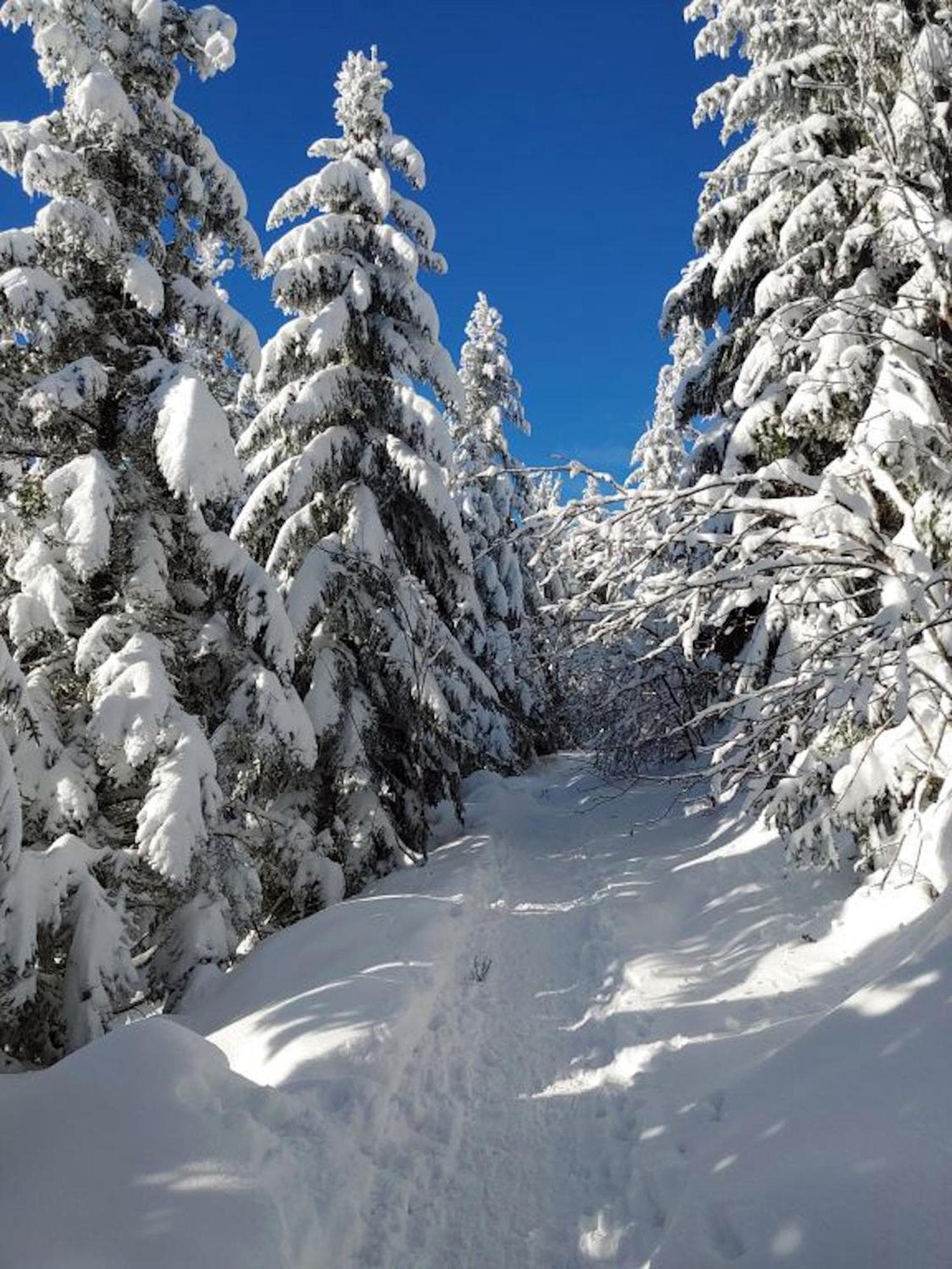 Rehkitz