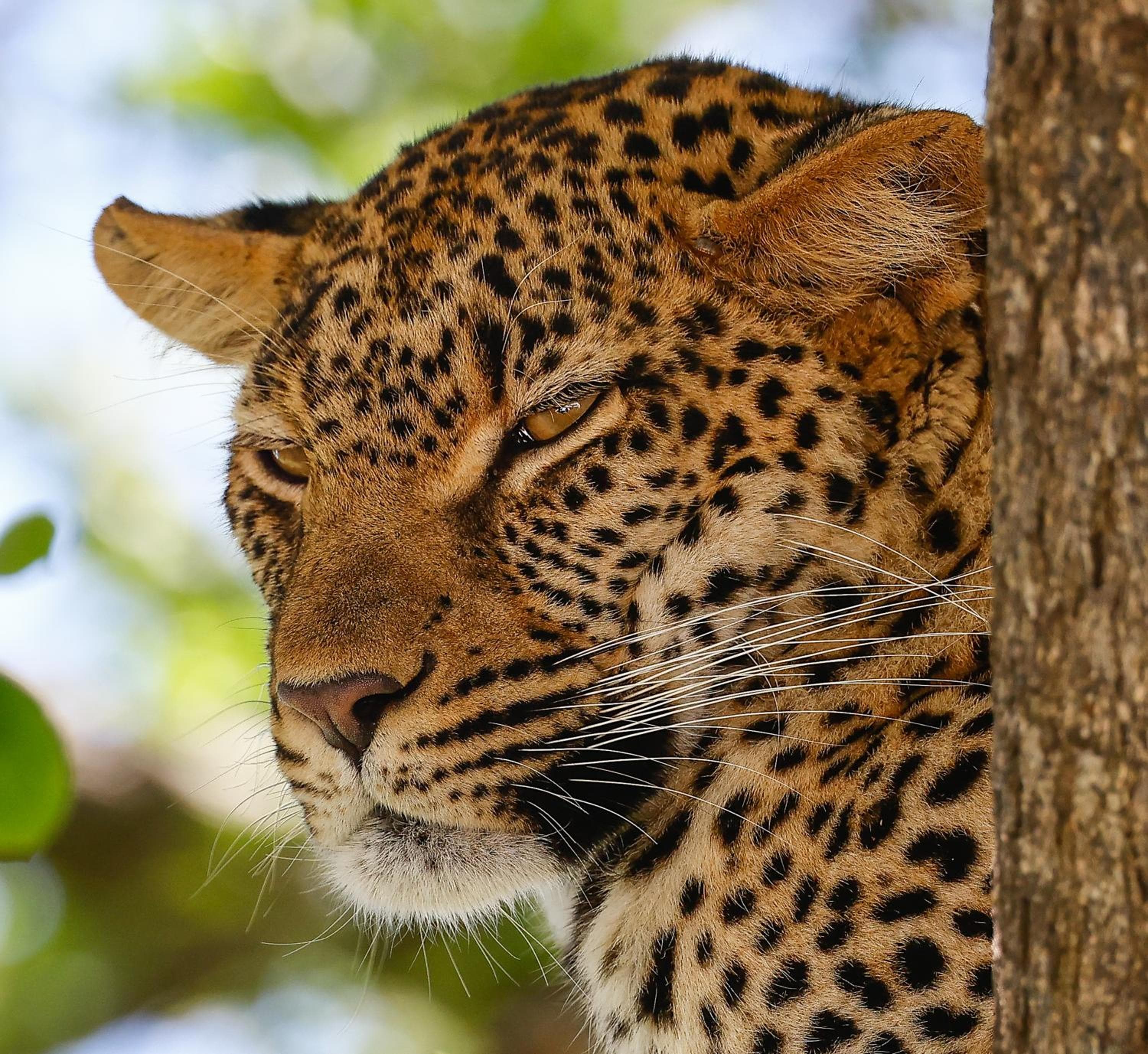 Kambaku River Lodge
