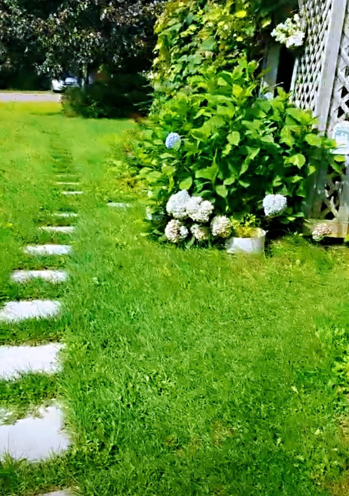 Lily's garden