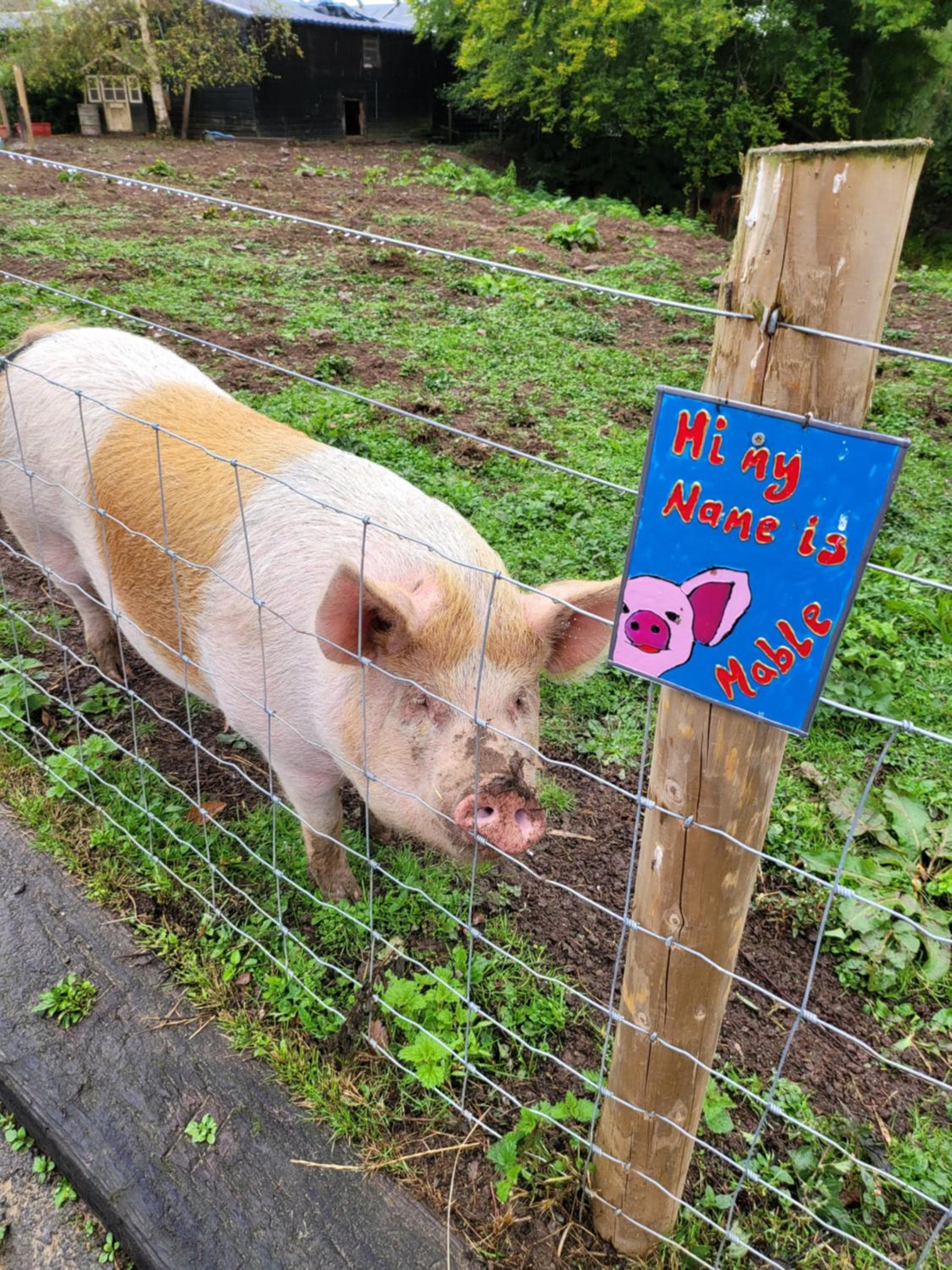 Farmhouse B&B Family stay or Romantic break, on our smallholding close to Narberth