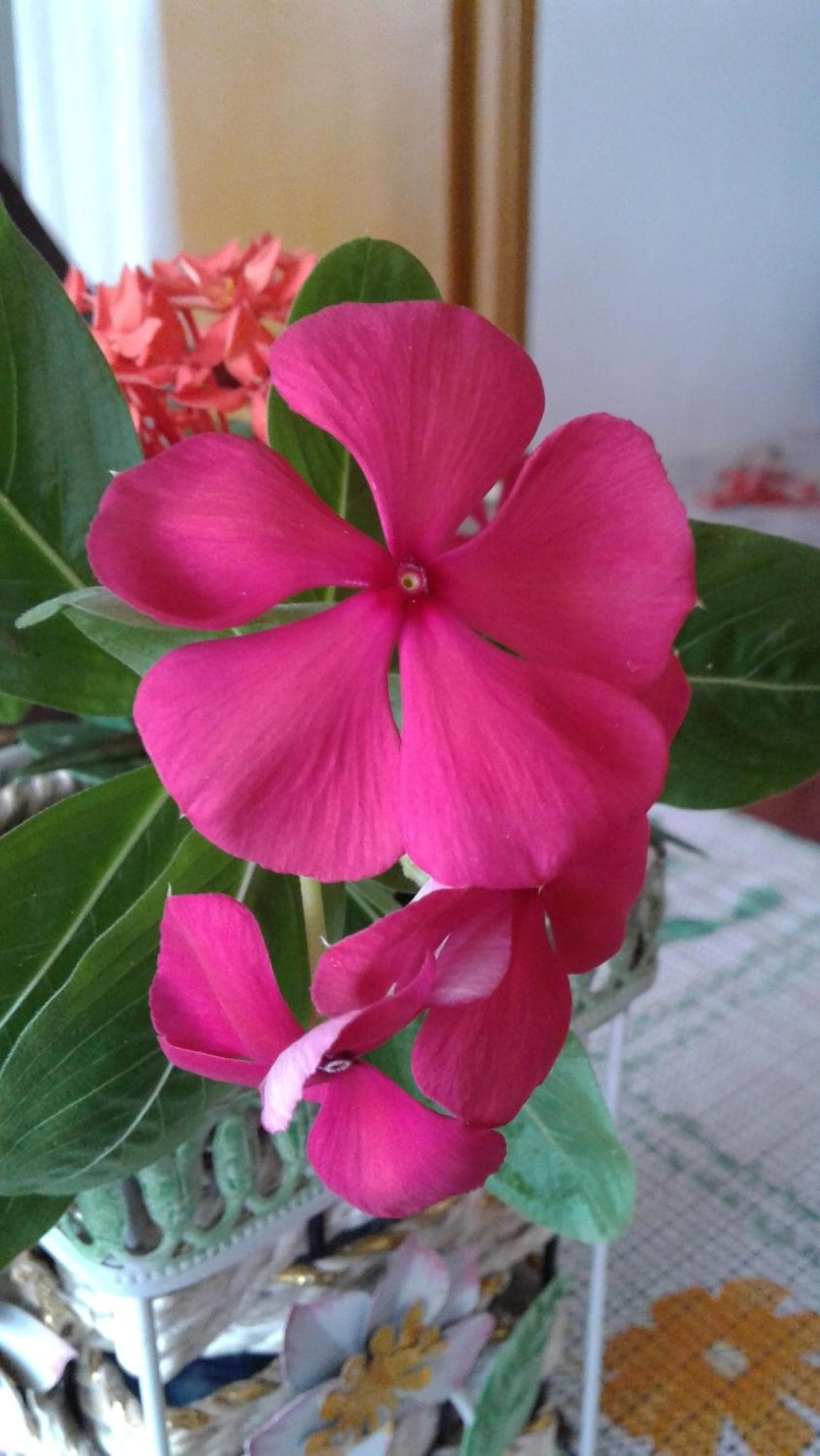 Seychelles Yellow Petals