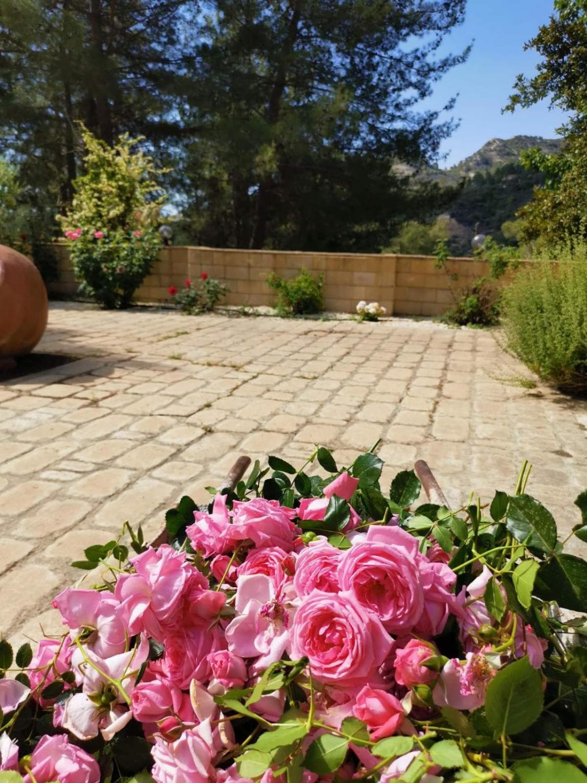 House of Roses