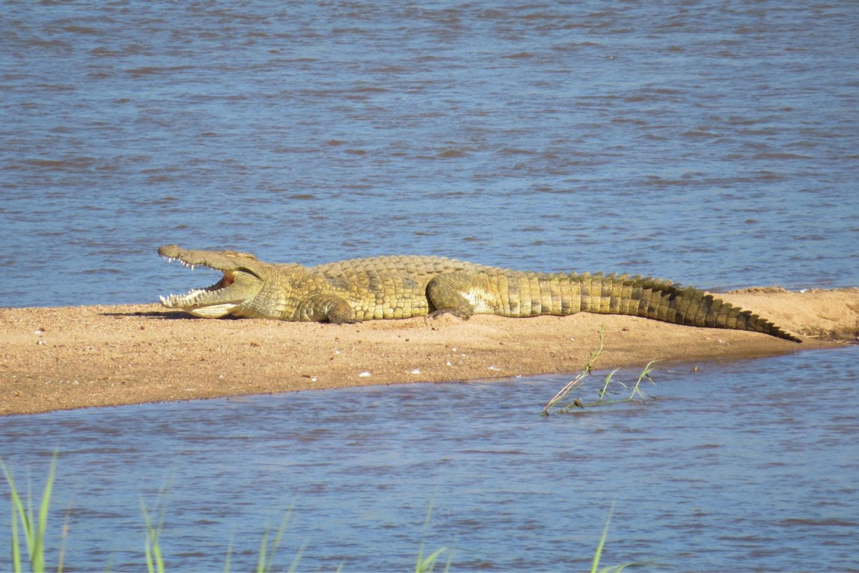 Crocodile Bridge Safari Lodge