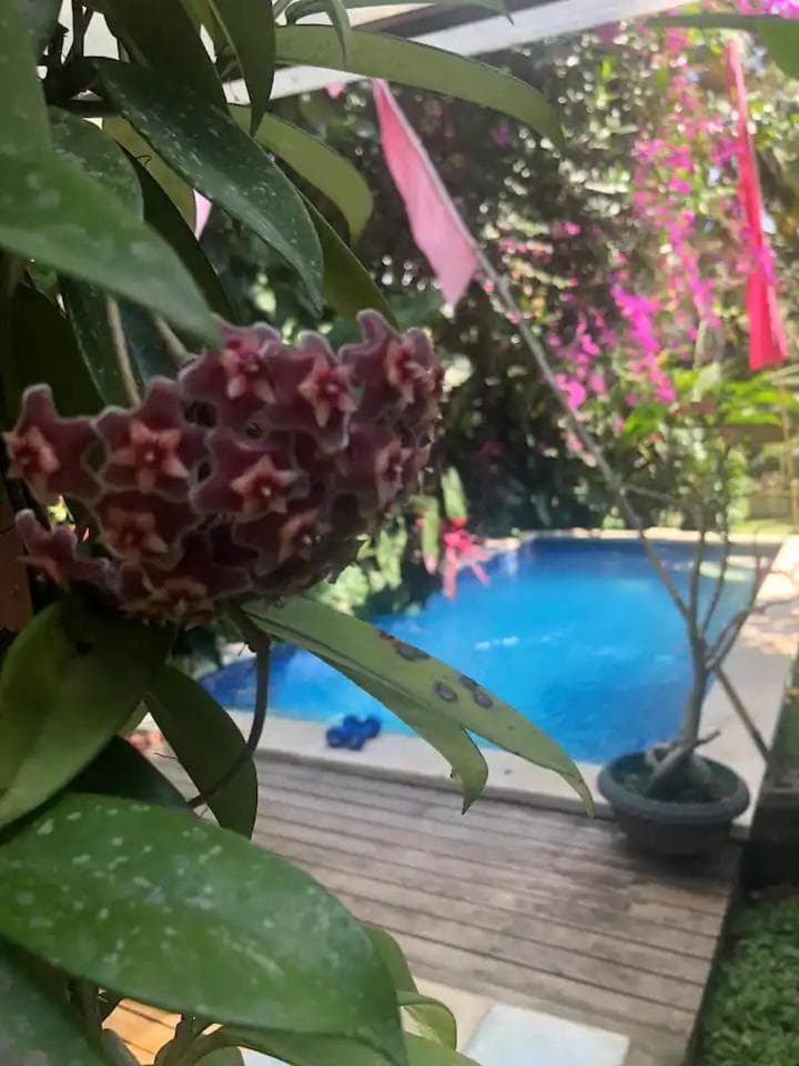 Orchid House