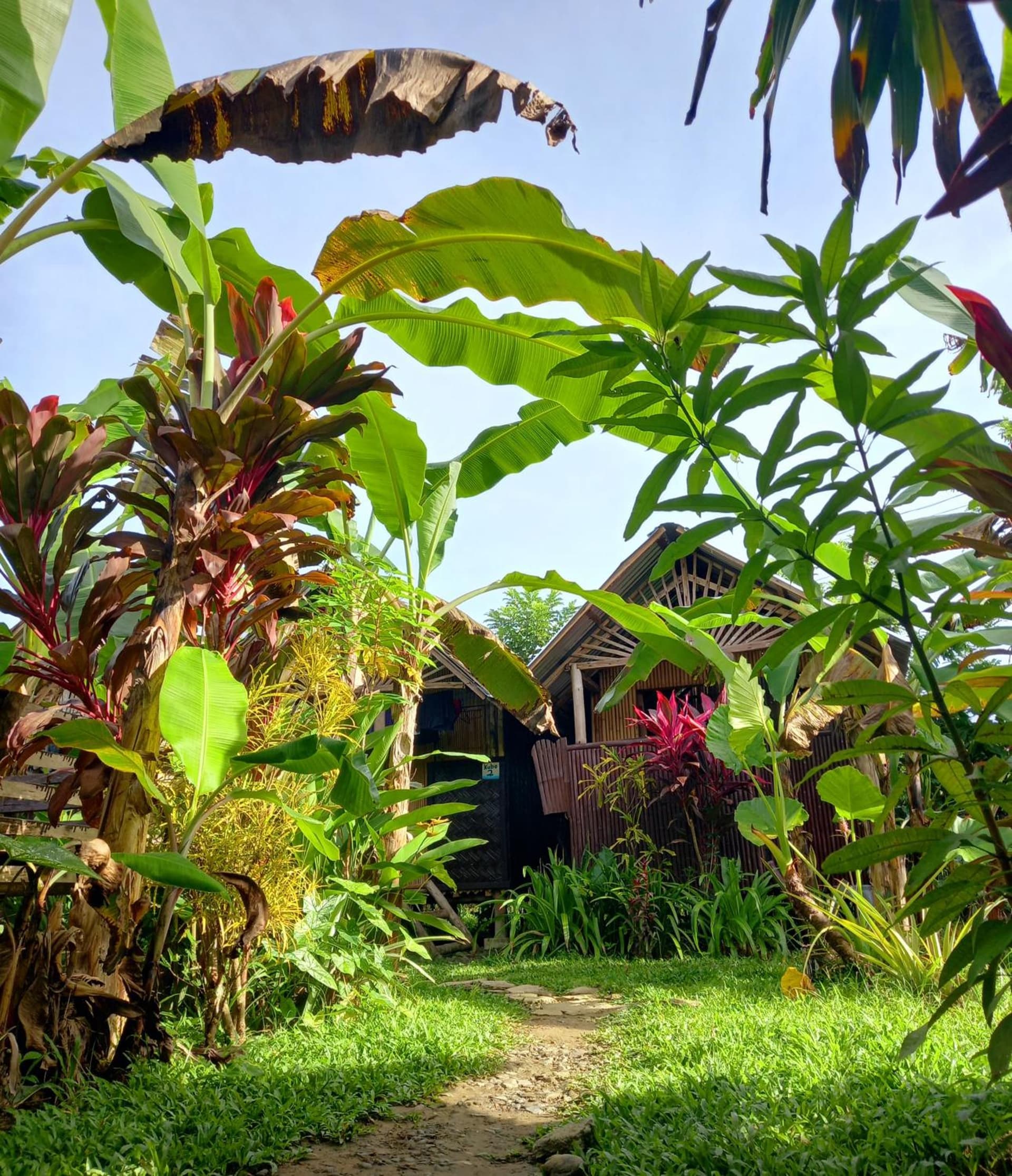 Banana Grove El Nido