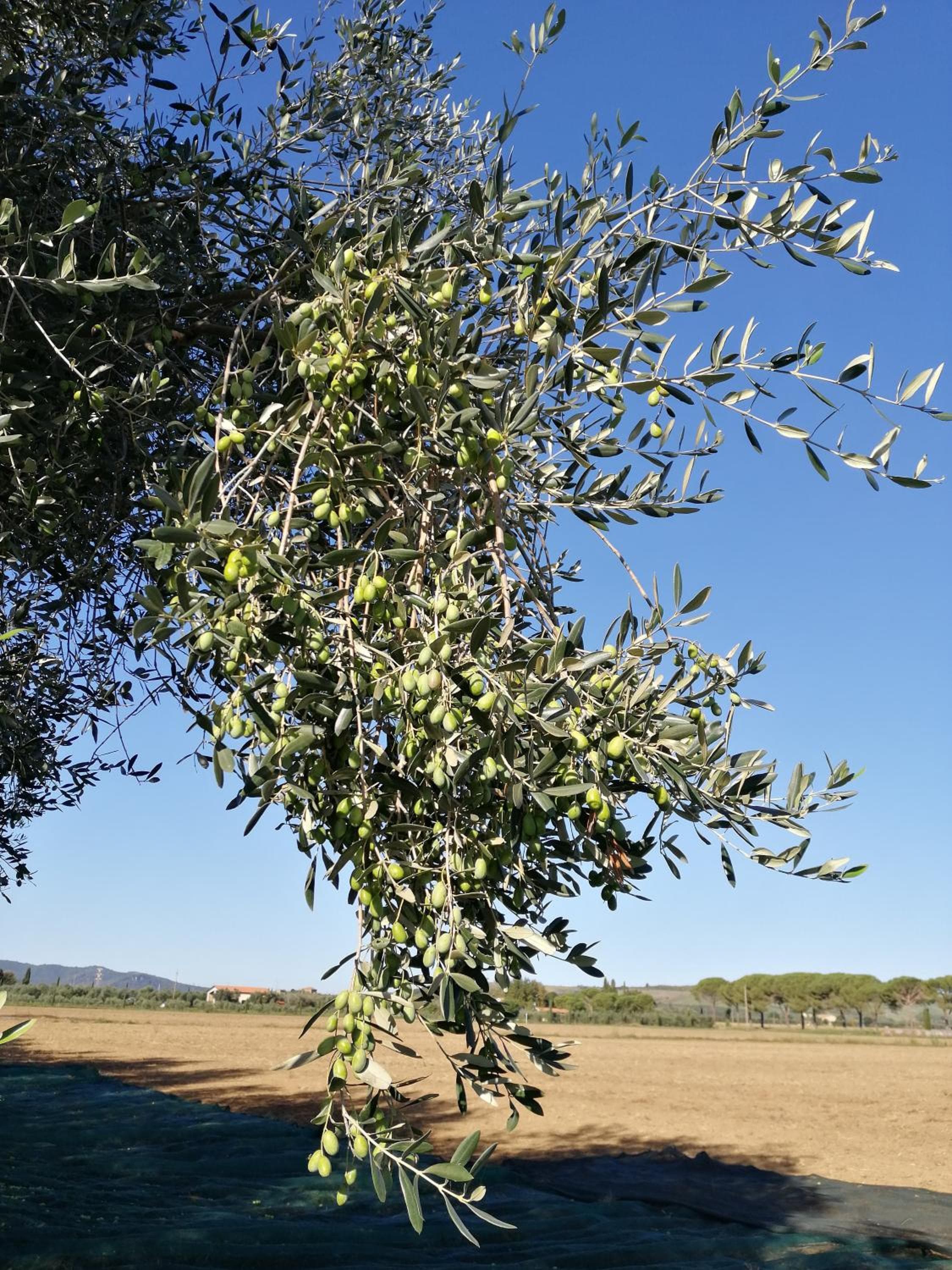 Il Podere di Sole