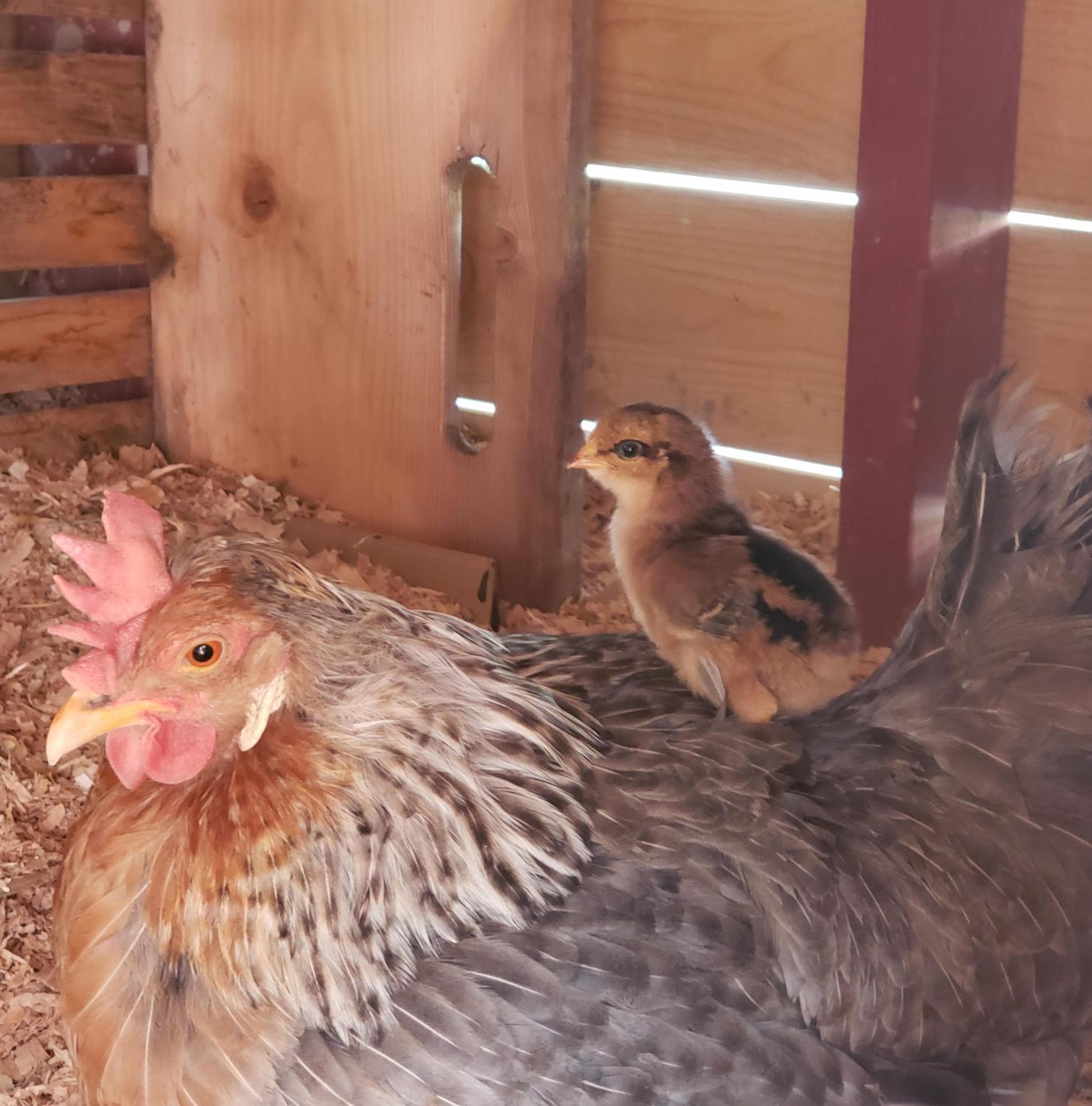 Global Village Permaculture BnB