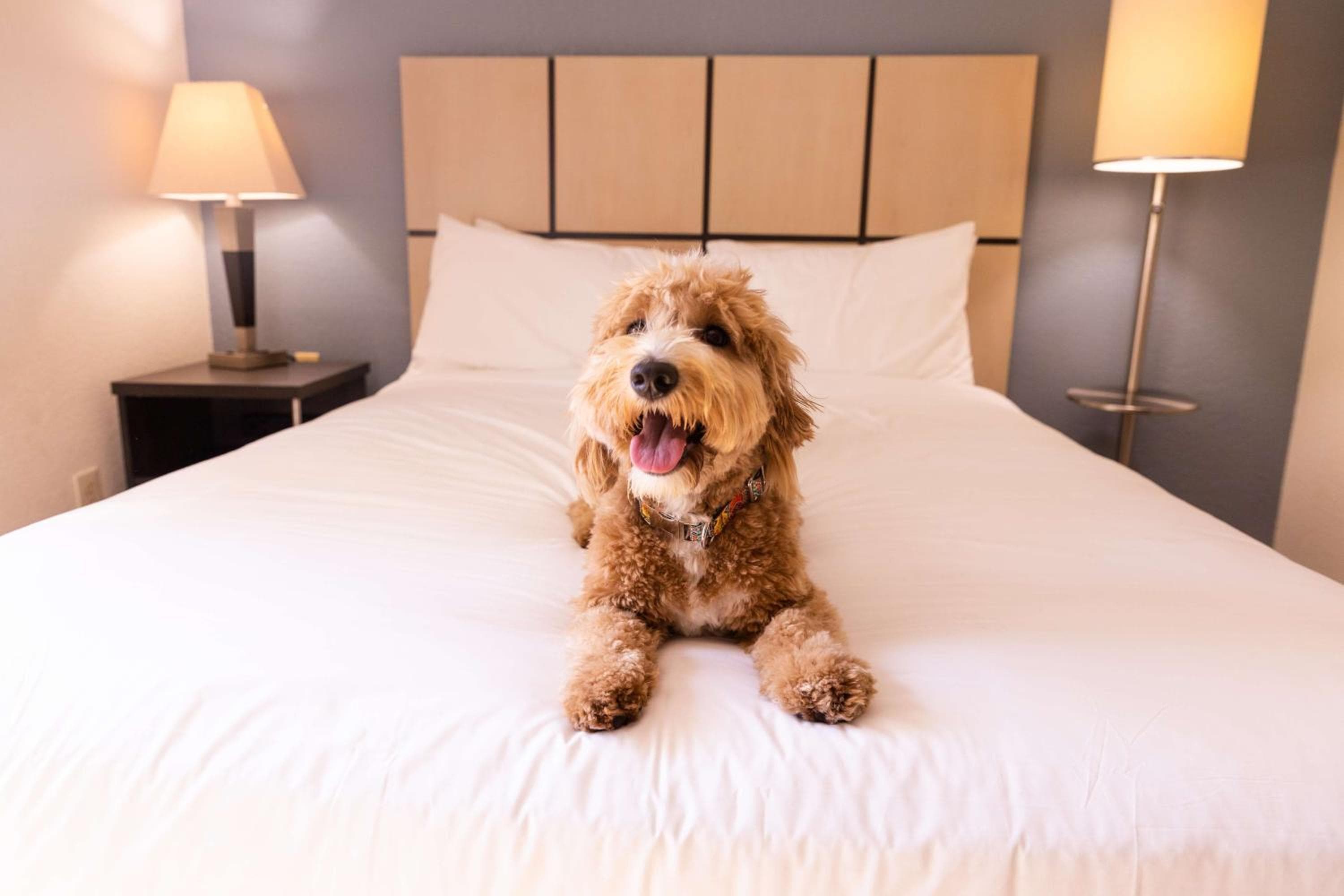 Sonesta Simply Suites Columbus Airport Gahanna