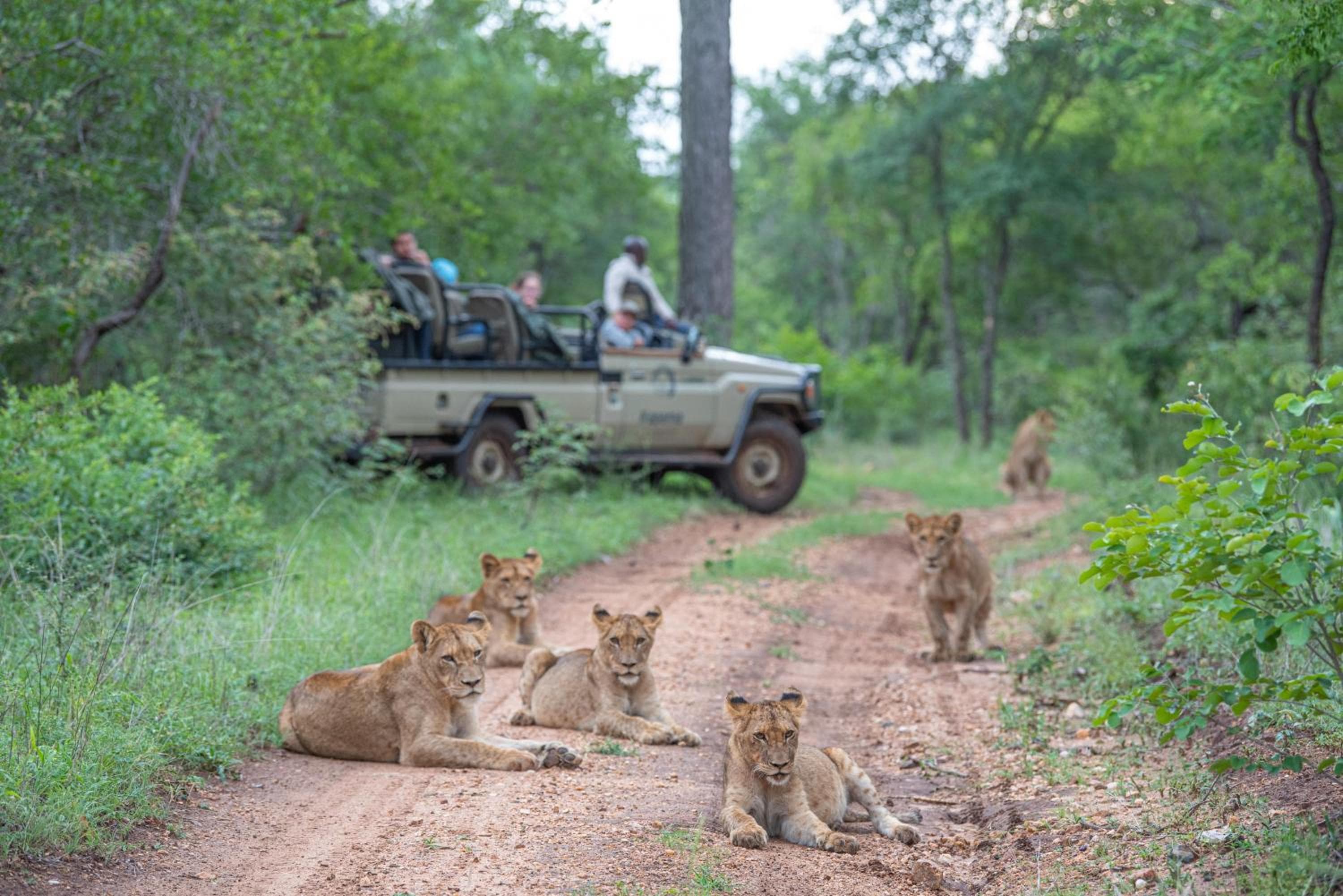 Kapama Southern Camp