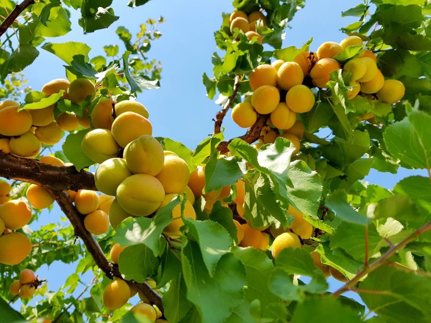 The Orchard at Oliver