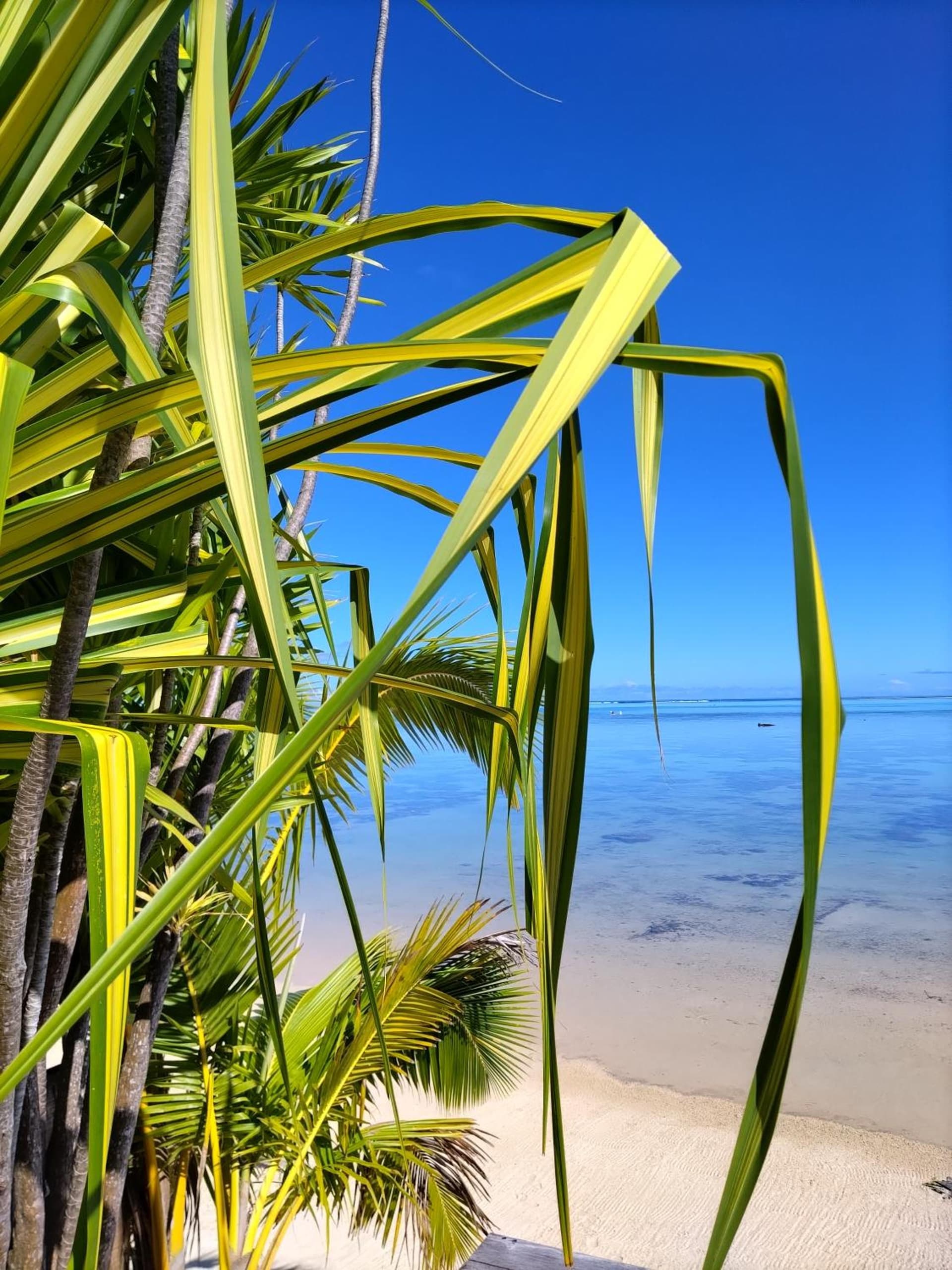 Moorea Beach Lodge