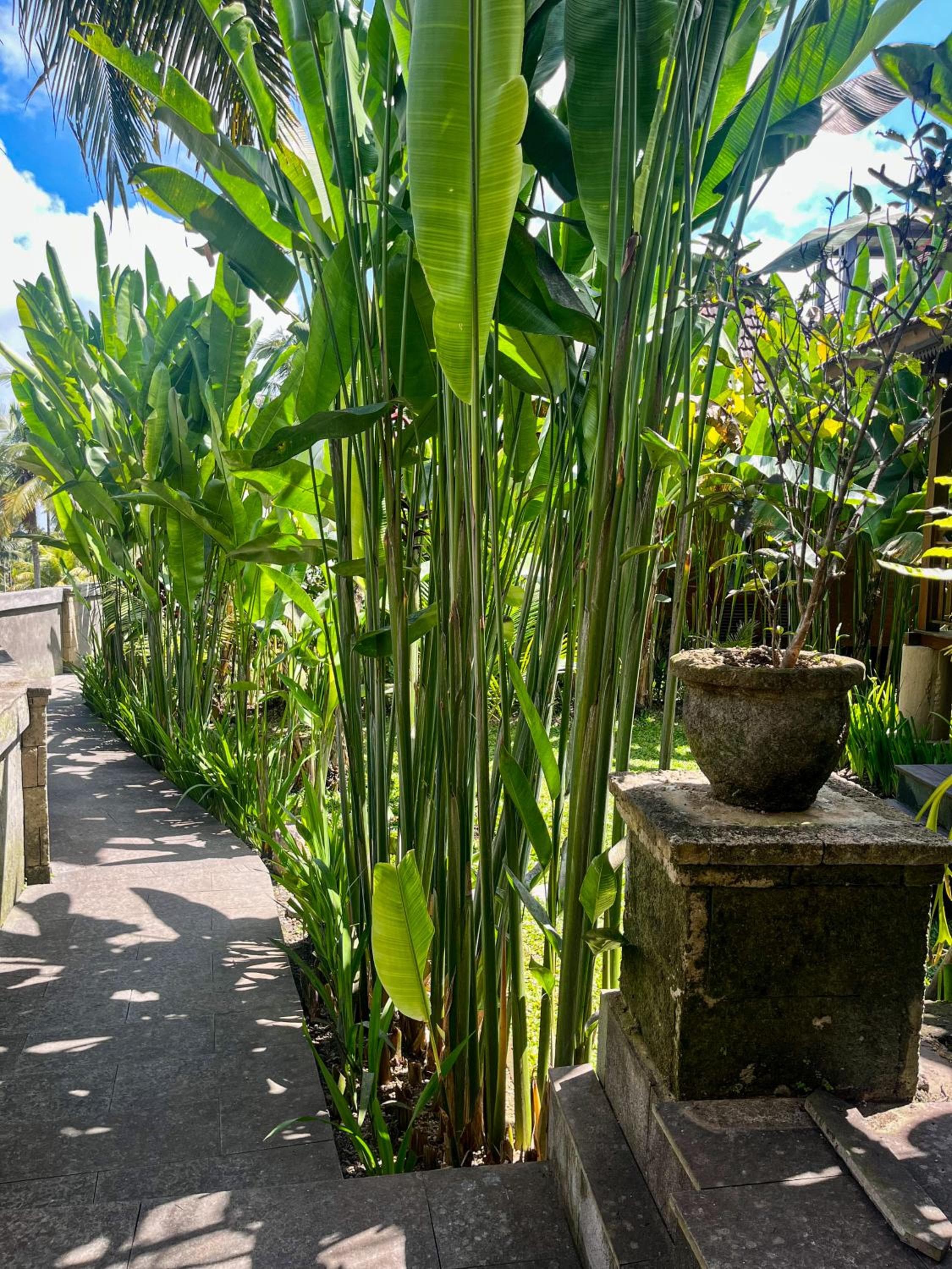 The Banana’s Kumbe Villa