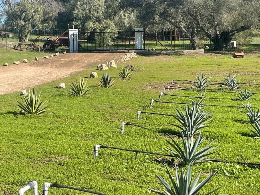 Hilltop Vineyard and Agave Field with View