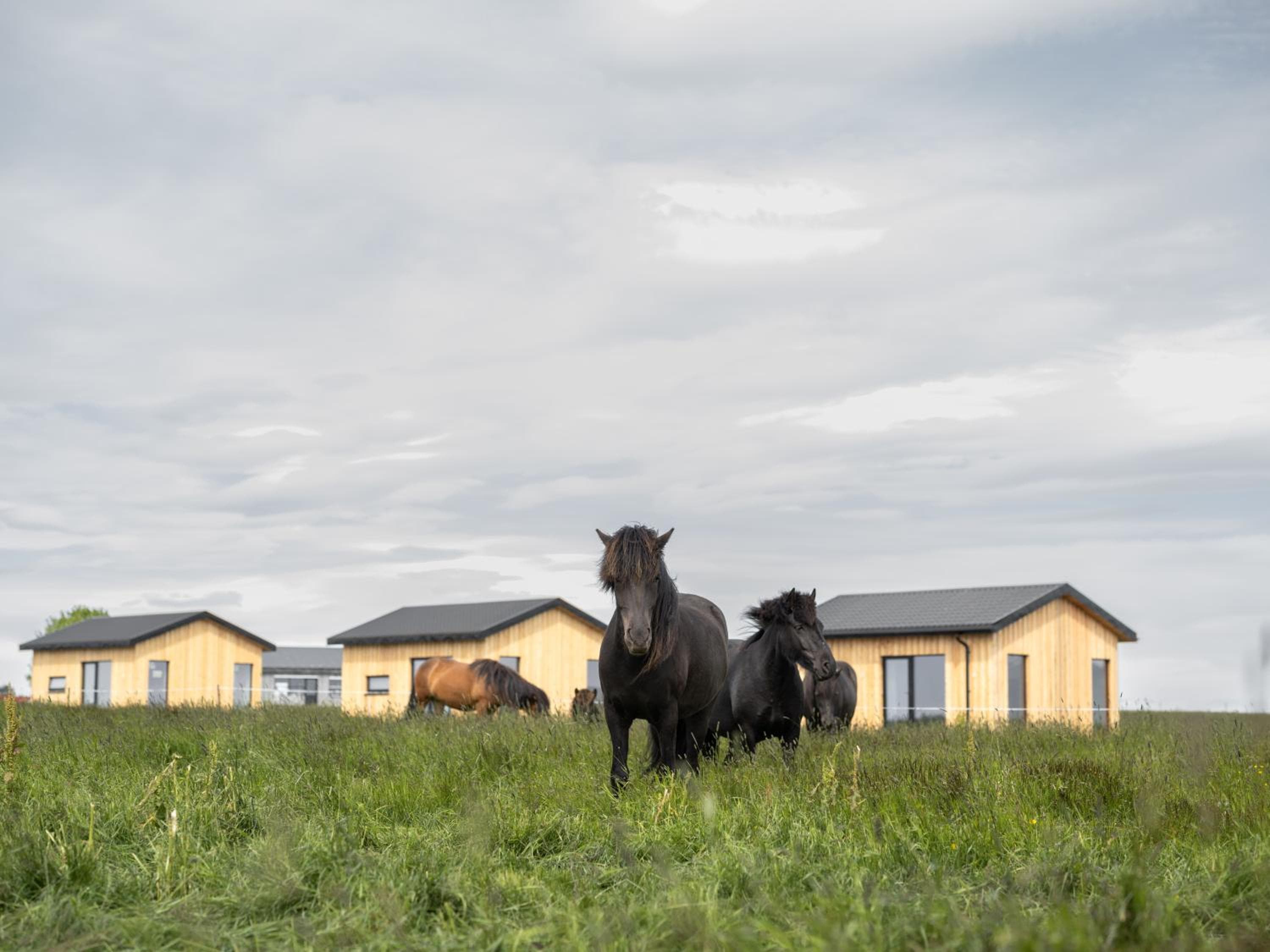 Sleeping with the Horses