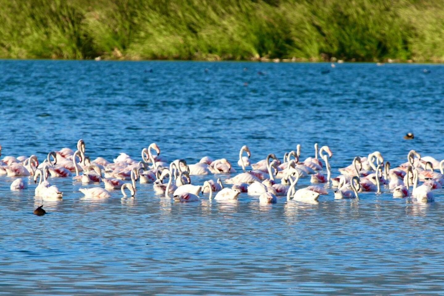 Flamingo View