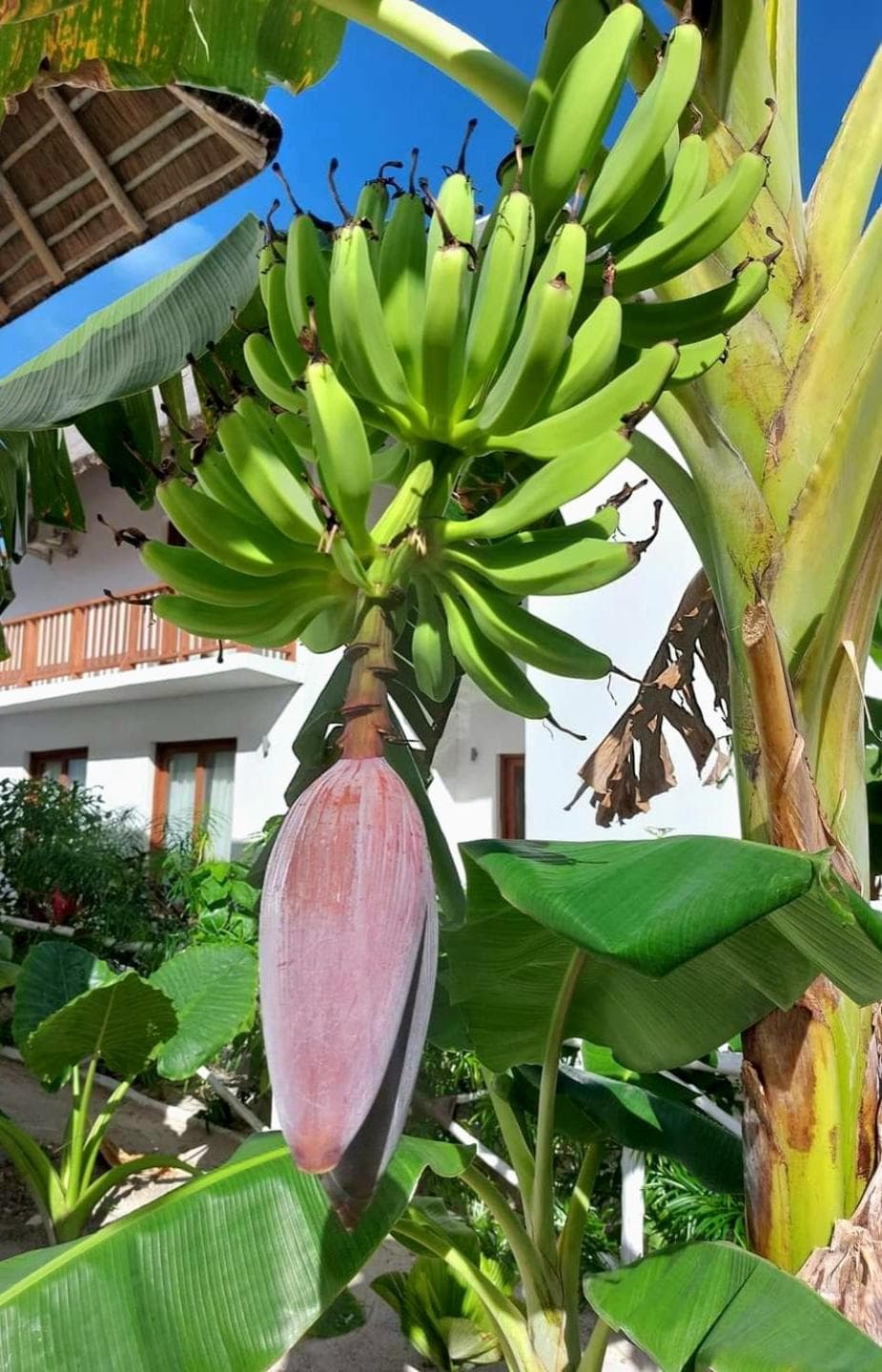 Room witch pool in garden 1 minutes from Ocean