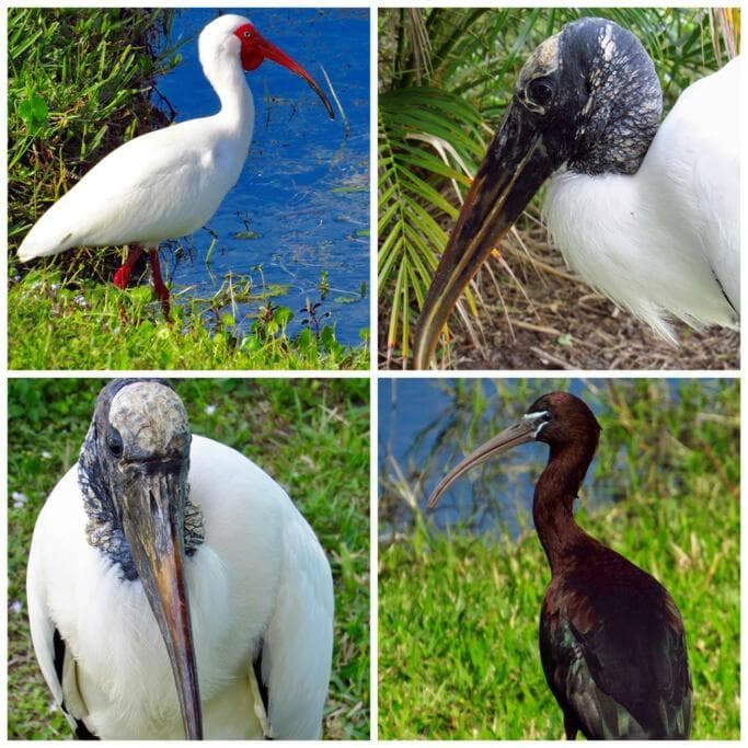 Woodstork Pond Cottage