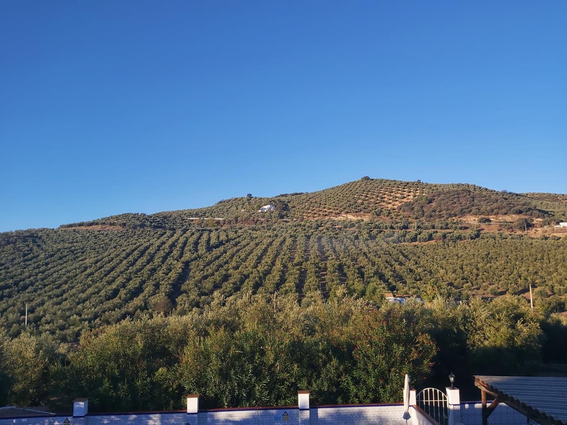 Casa Pino Solo