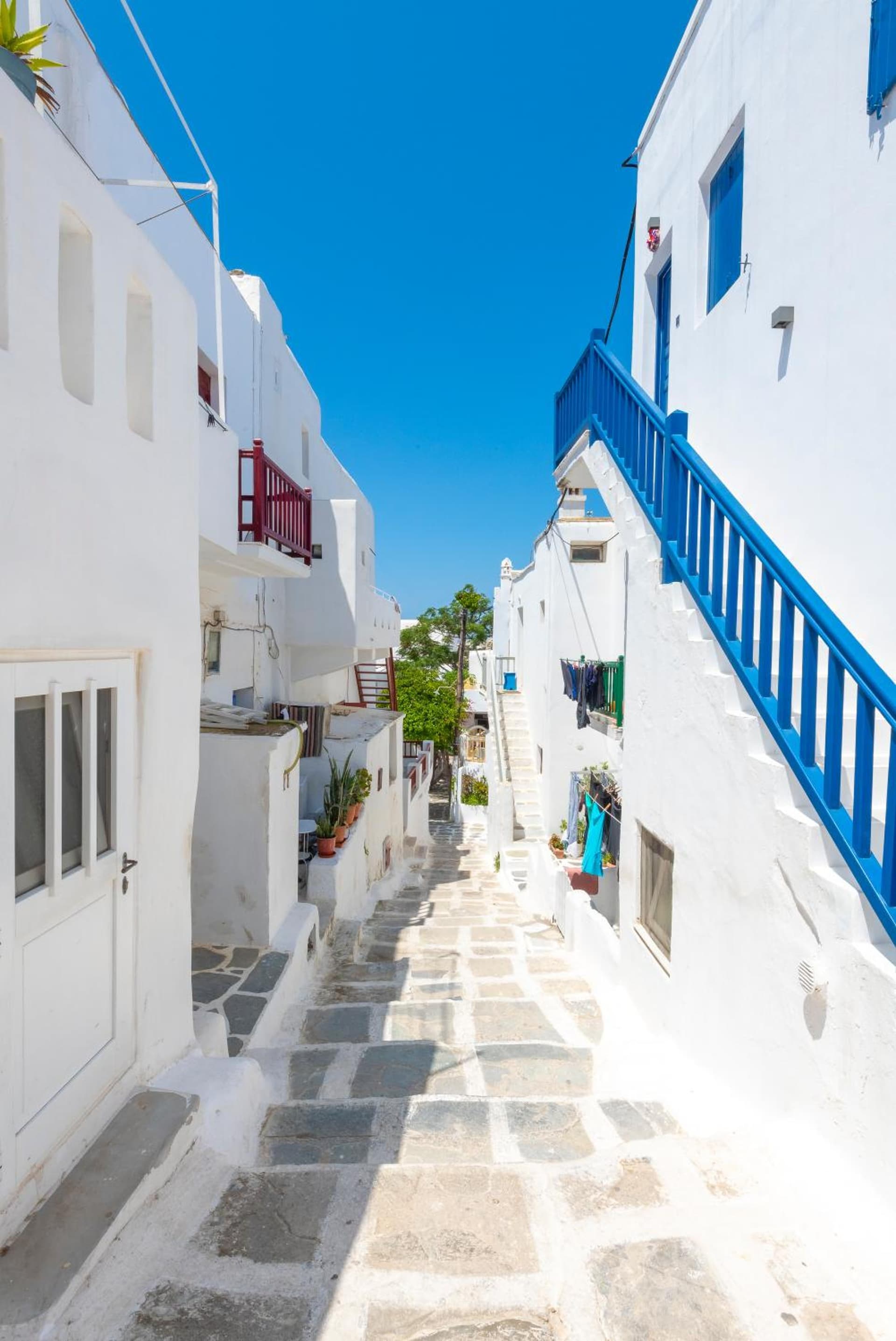 White and Grey Chora