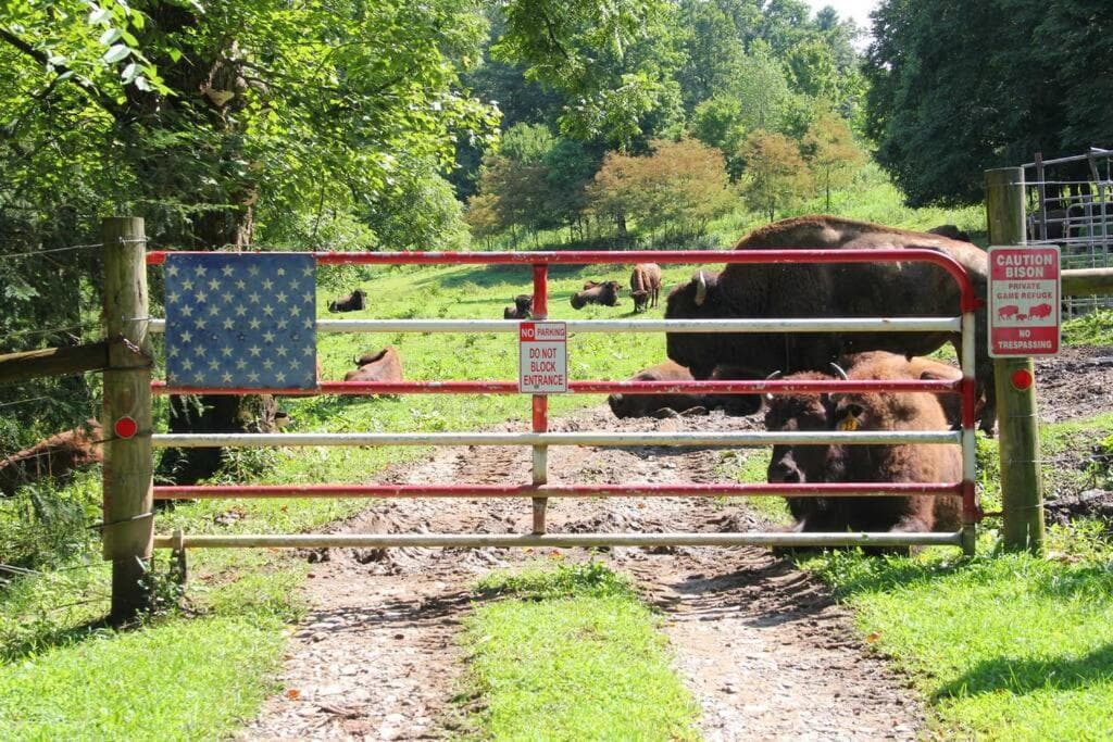 Horse Shoe Cottage: access to the bison ranch