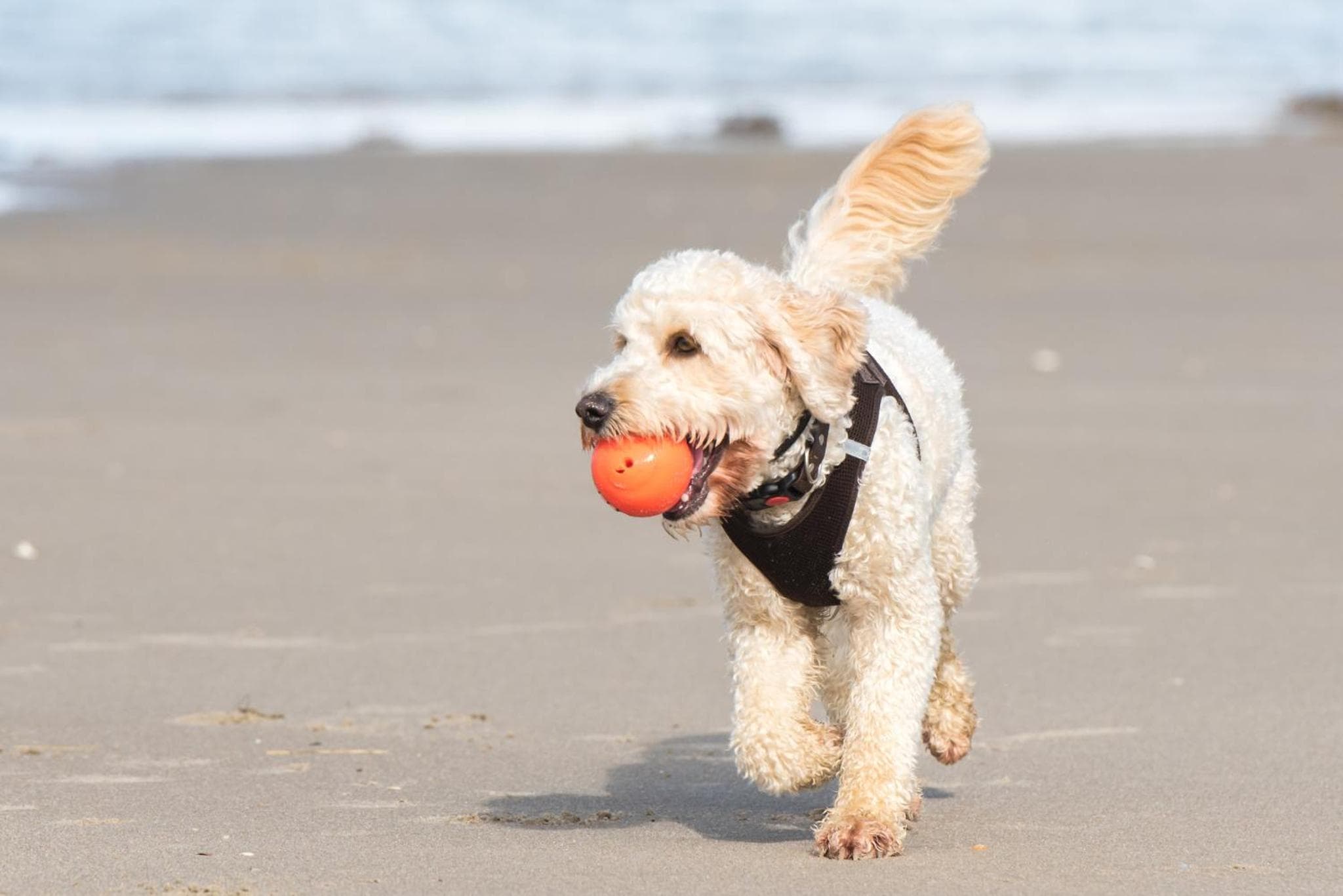 Holiday Inn Express Hilton Head Island by IHG