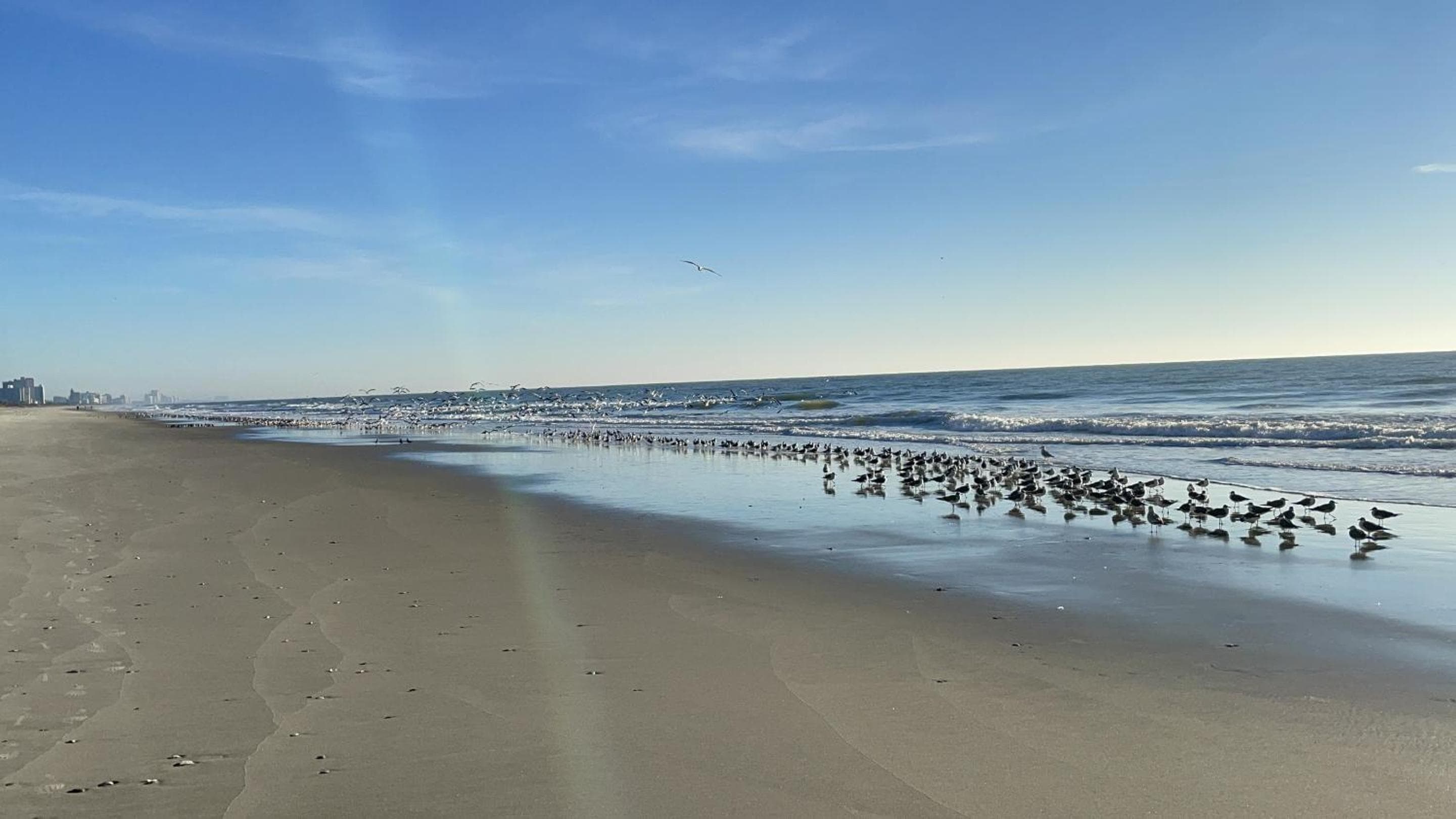 Blue Palmetto Vacation Rentals