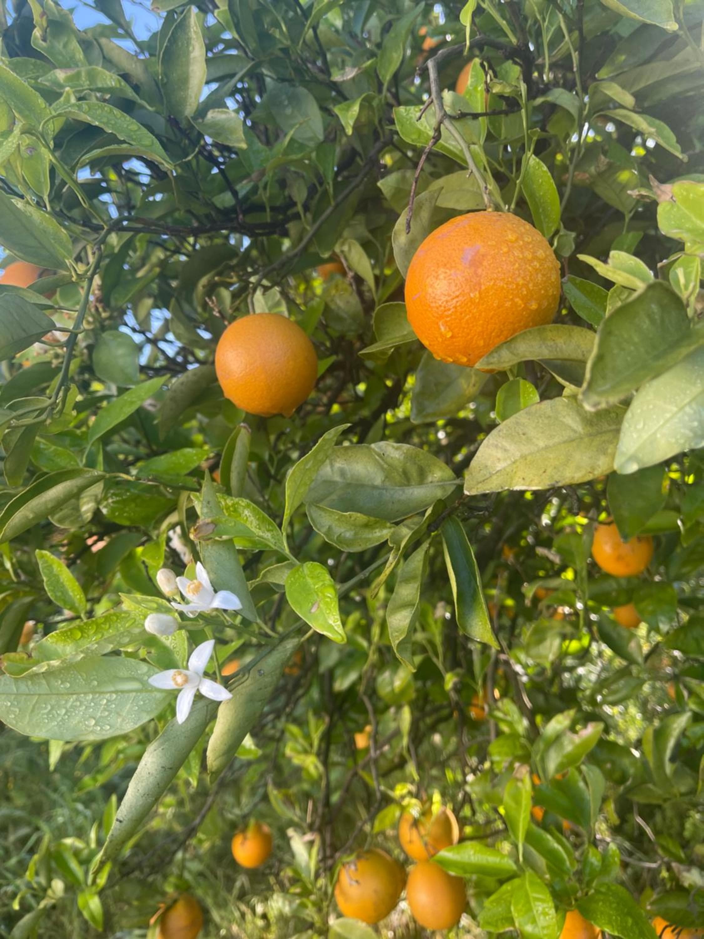 Orange Grove Residence