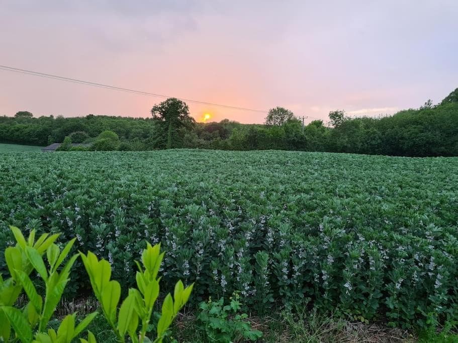 SunsetView