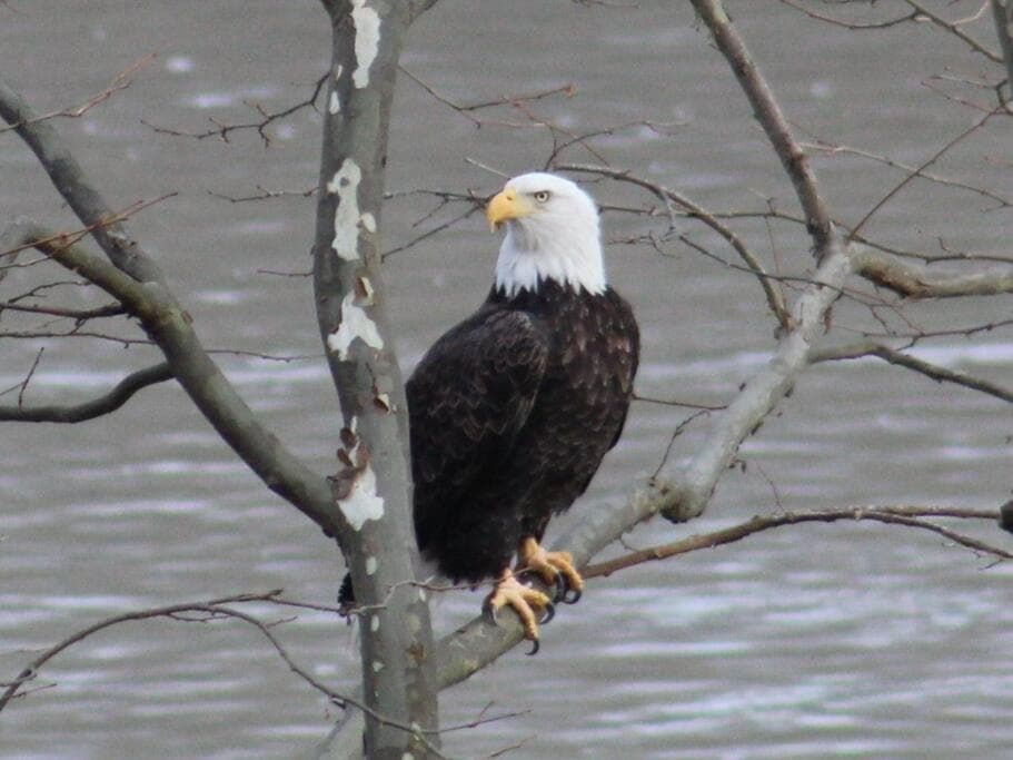 Riverfront Property in NRG National Park near Sandstone Falls- Wi-Fi, Pet-Friendly