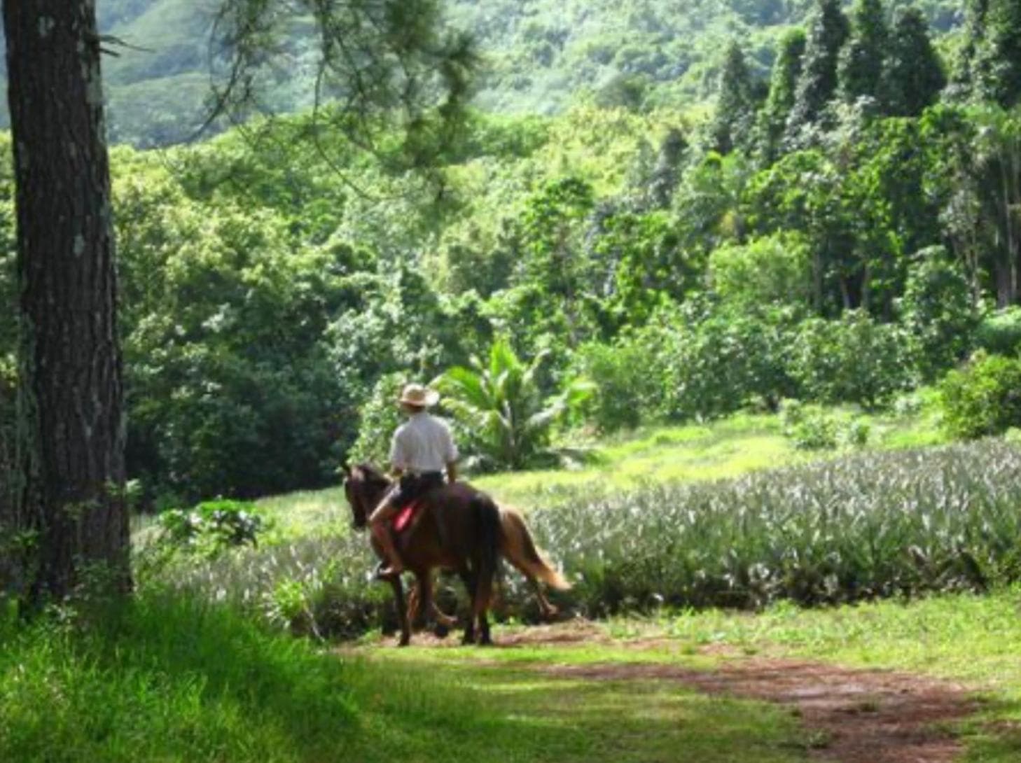 Faré Paloma Moorea