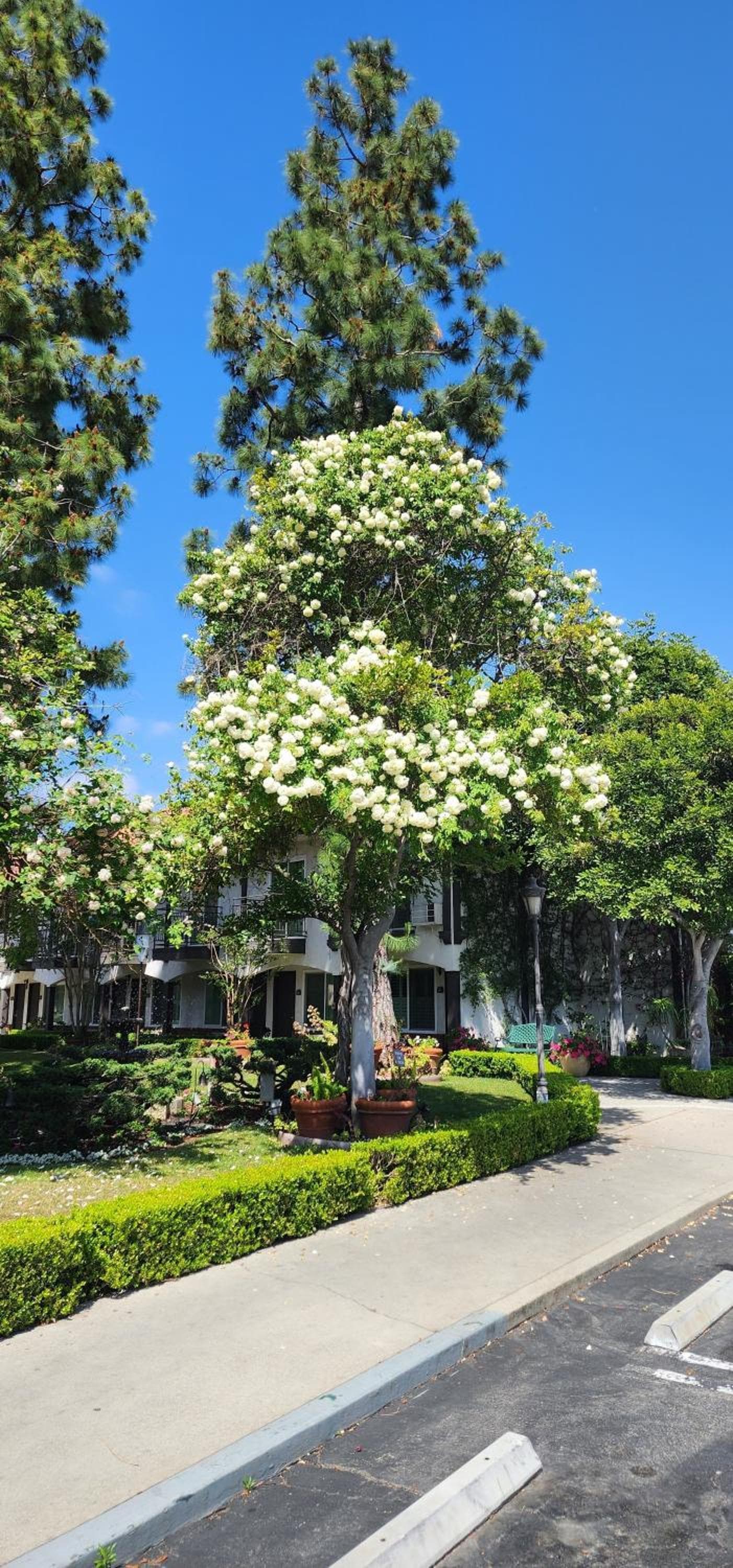 Laguna Hills Lodge-Irvine Spectrum