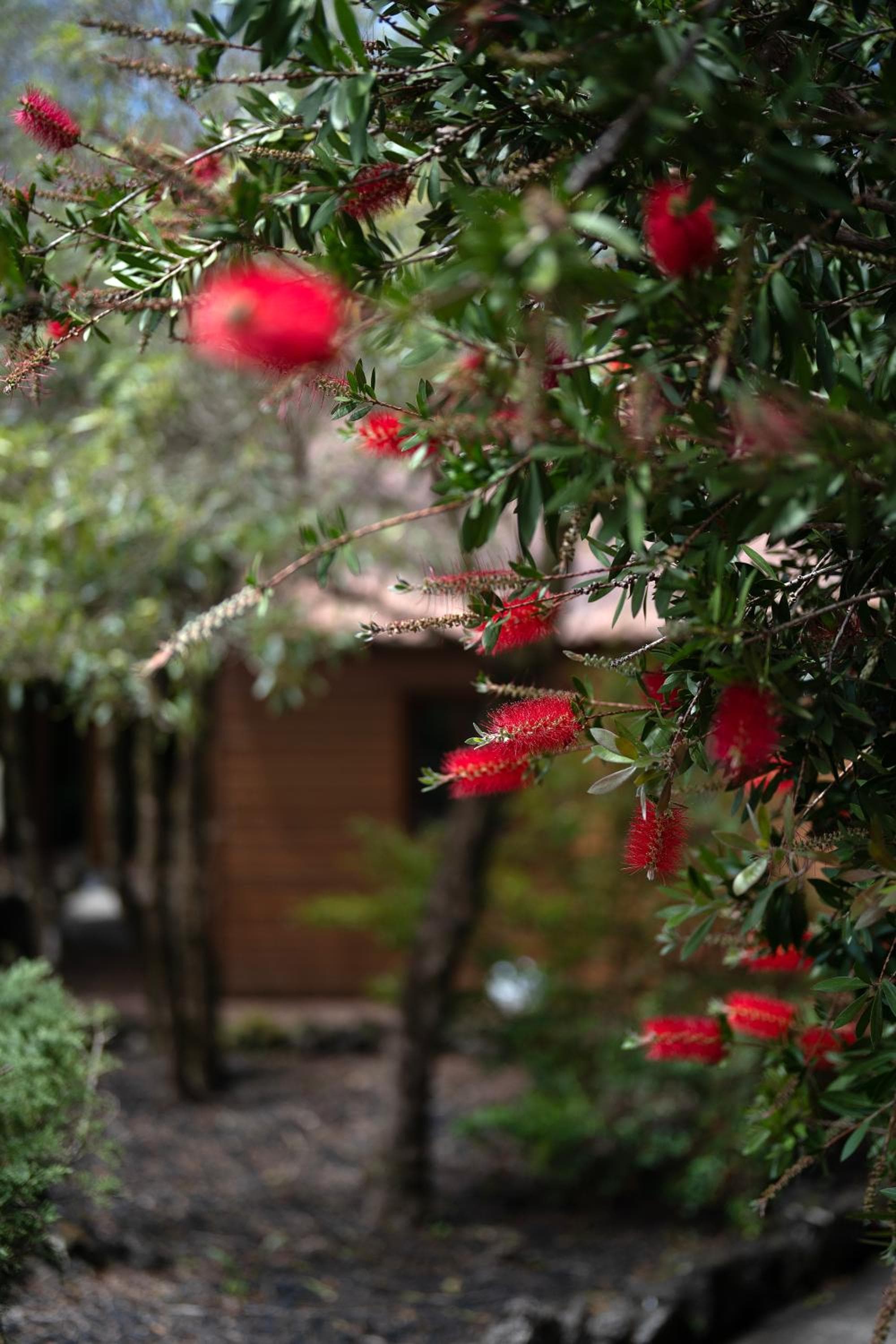 Alma do Pico - Nature Residence