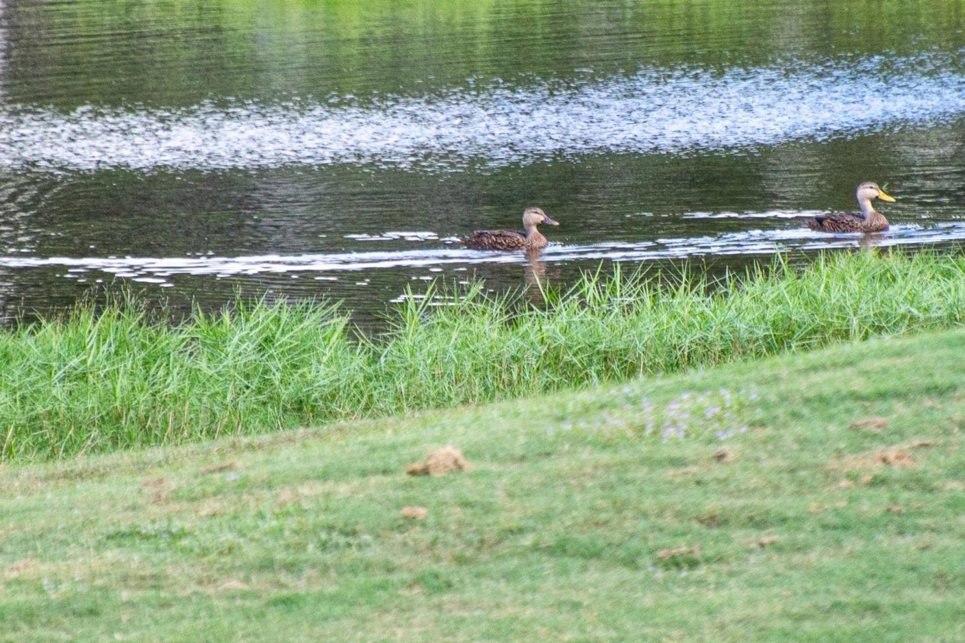 Golf & Tennis Community - Mill Pond Breeze